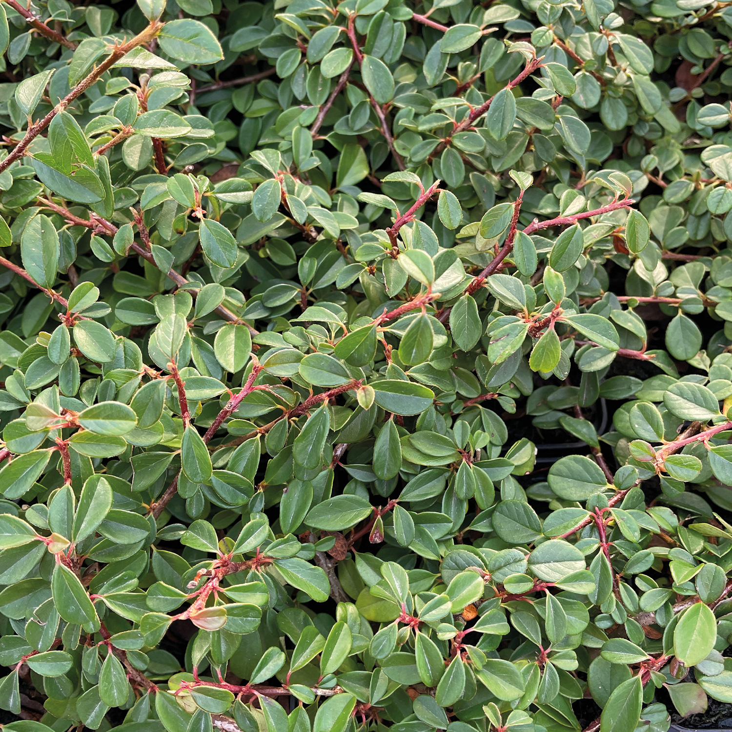 Teppichmispel / Kriechmispel 'Eichholz' Liefergröße: 15 - 20 cm