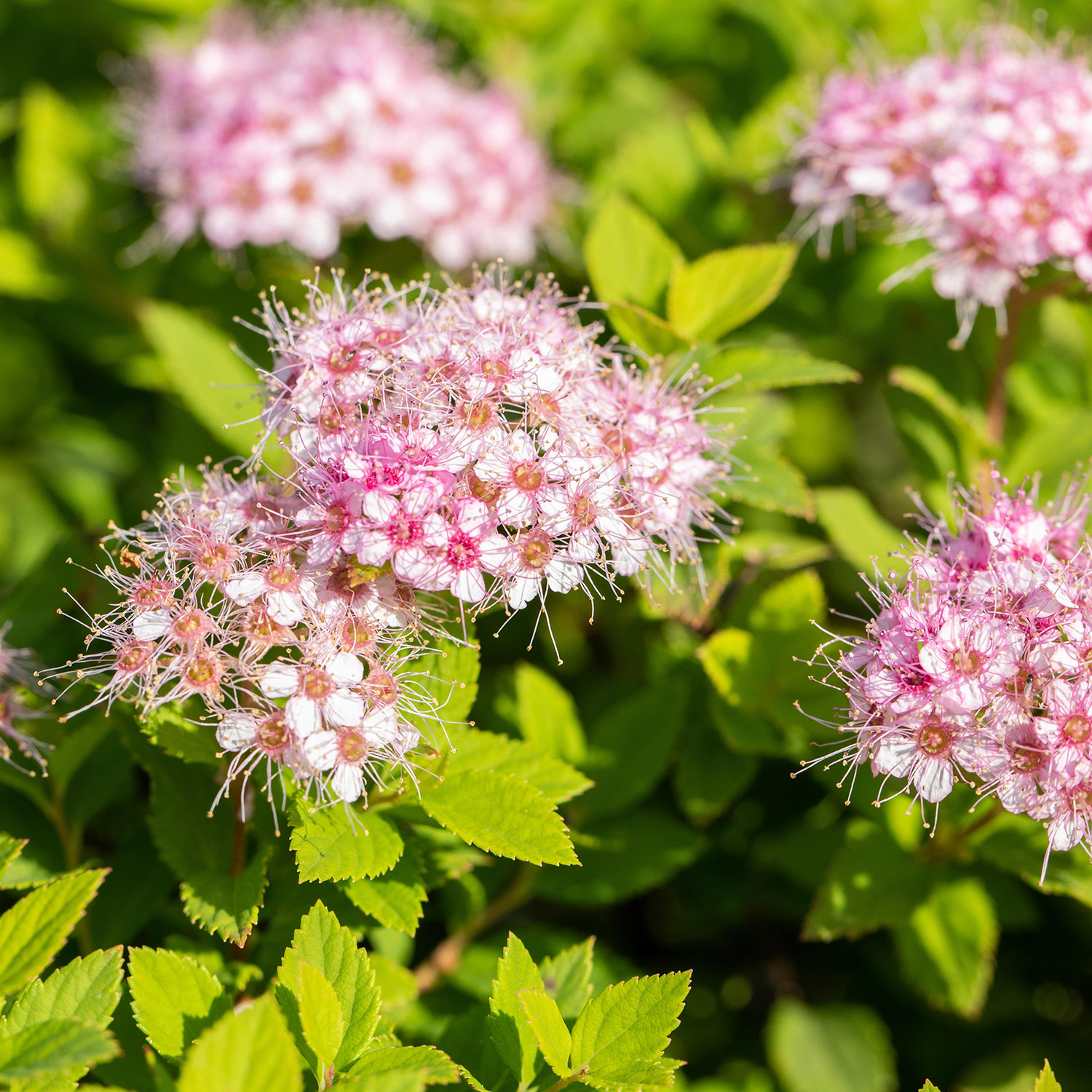 Zwerg-Spiere 'Little Princess'