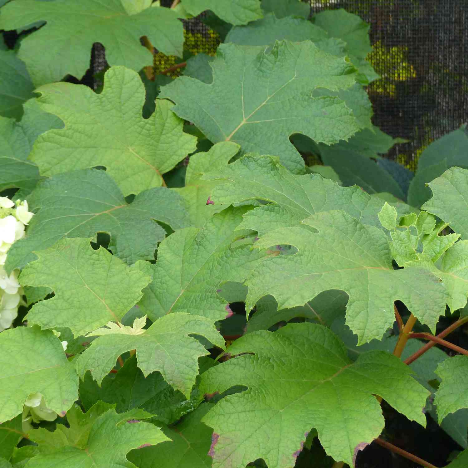 Eichenblättrige Hortensie 'Ruby Slippers'