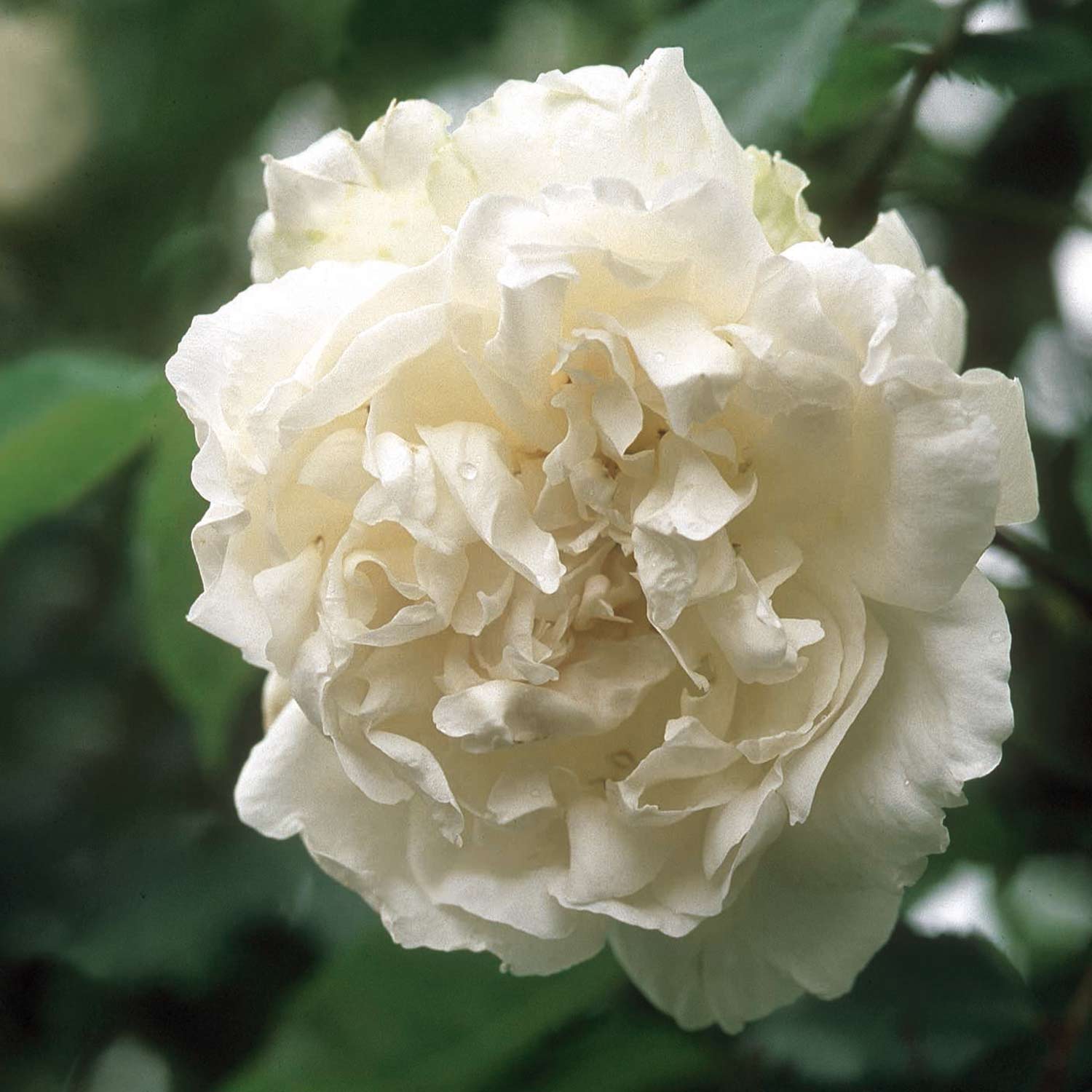 Ramblerrose 'Mme Alfred Carriére' Wurzelnackte Pflanze Lieferform: wurzelnackte Pflanze in A-Qualität, mindestens 2 Triebe