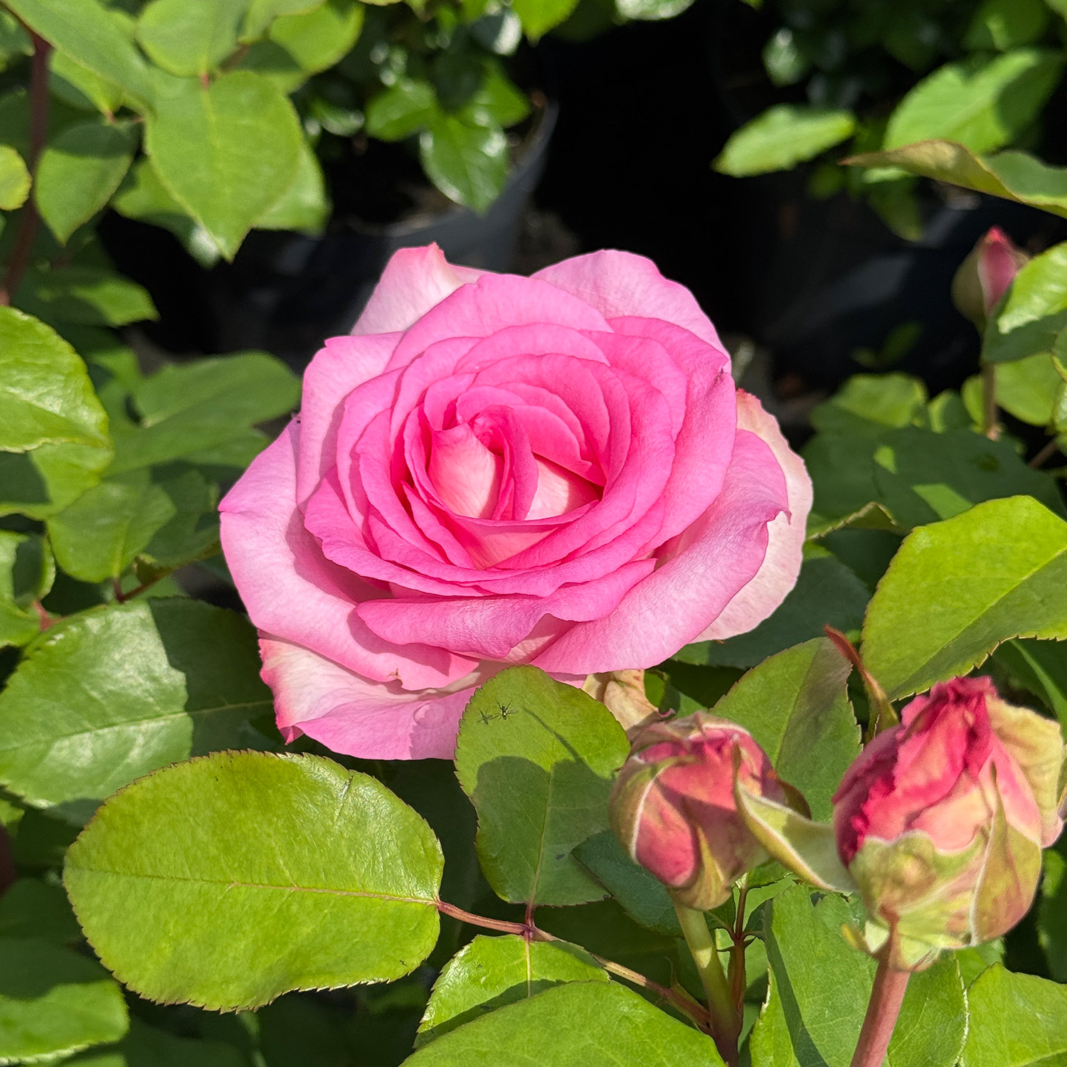 Edelrose 'Beverly'