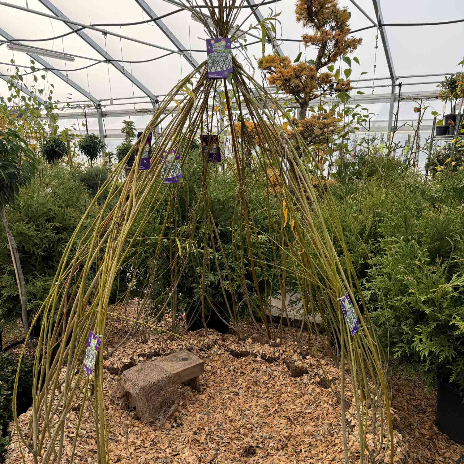 Korbweide  -  Hanfweide Korbweide  -  Hanfweide