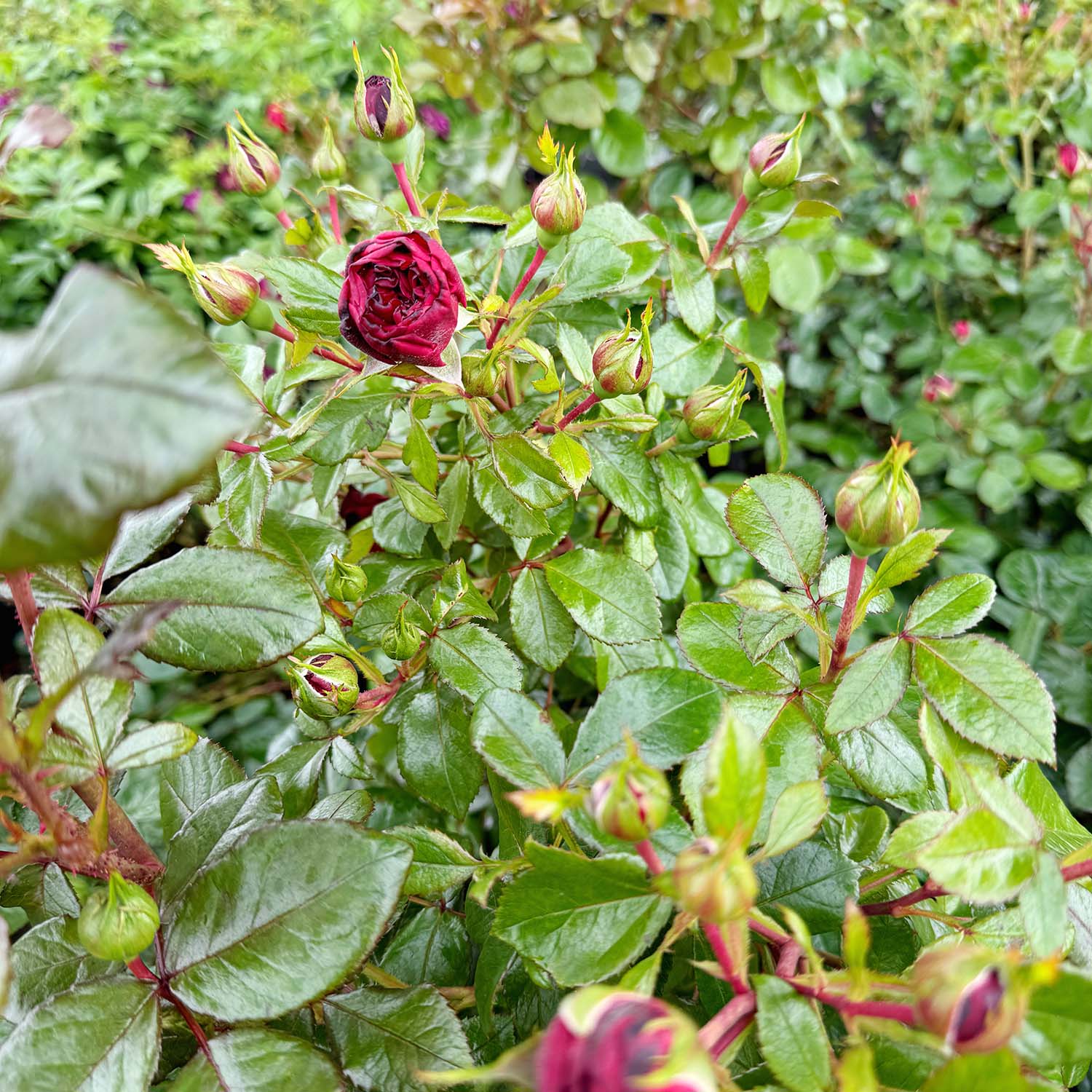 Beetrose 'Matchis®' Beetrose 'Matchis®'