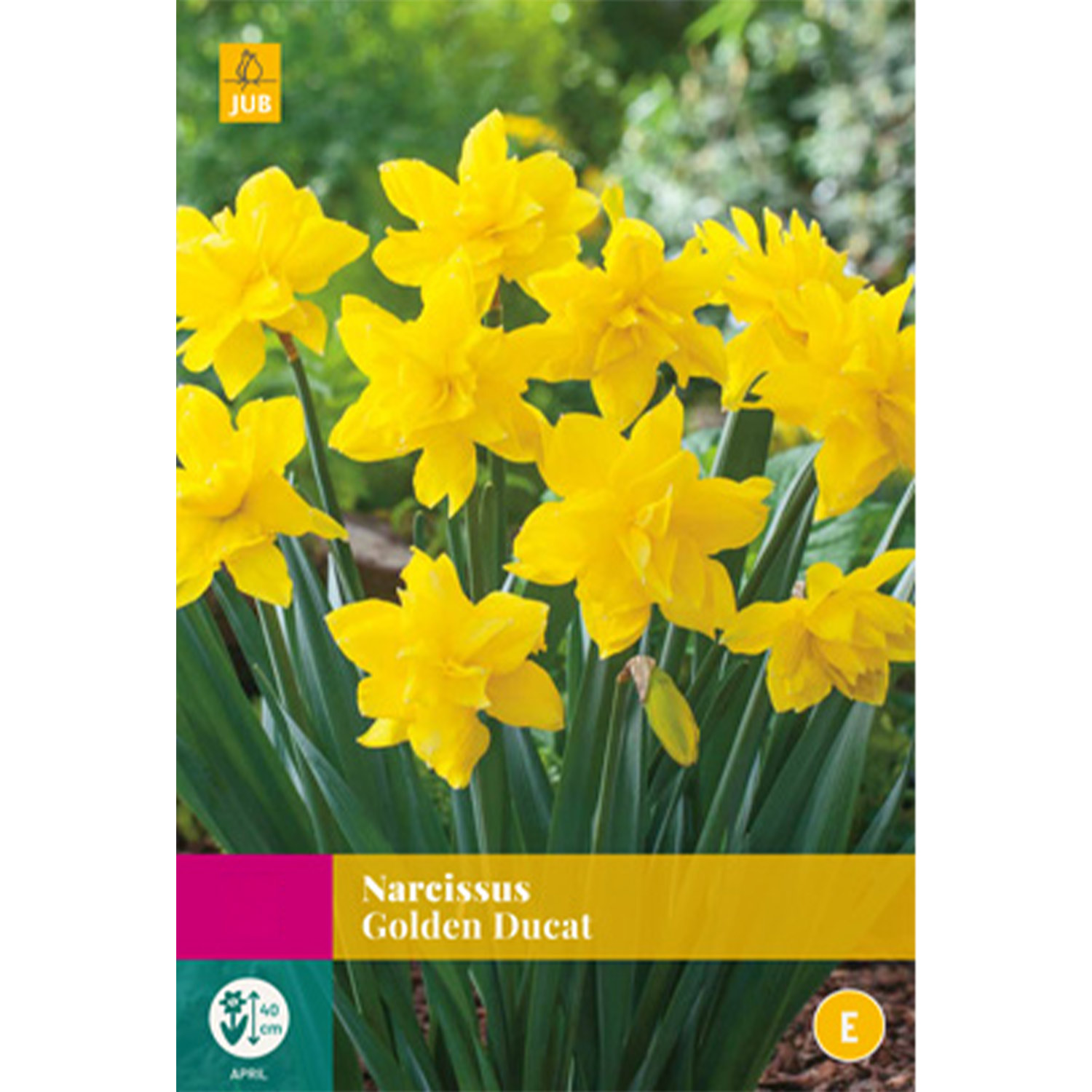 Kategorie <b>Produkt ohne Kategoriezuordnung </b> - Gefüllte-Narzisse 'Golden Ducat' - 10 Stück Liefergröße: Zwiebelgröße 12/14 - Narcissus 'Golden Ducat'