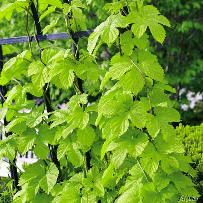 Echter Hopfen 'Hallertauer Tradition', 2 Liter, 60 - 80 cm Liefergröße: 60 - 80 cm