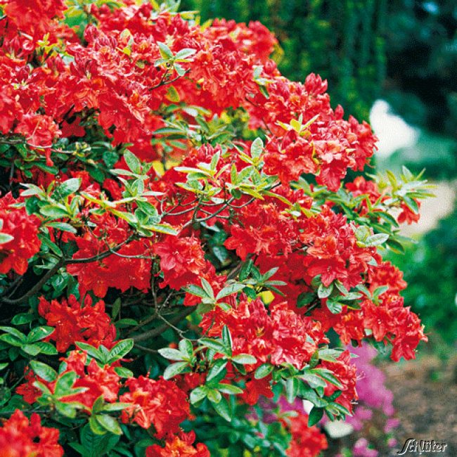 Kategorie <b>Blütensträucher und Ziergehölze </b> - Duftazalee 'Feuerwerk', 5 Liter, 40 - 50 cm Liefergröße: 40 - 50 cm - Rhododendron luteum 'Feuerwerk'