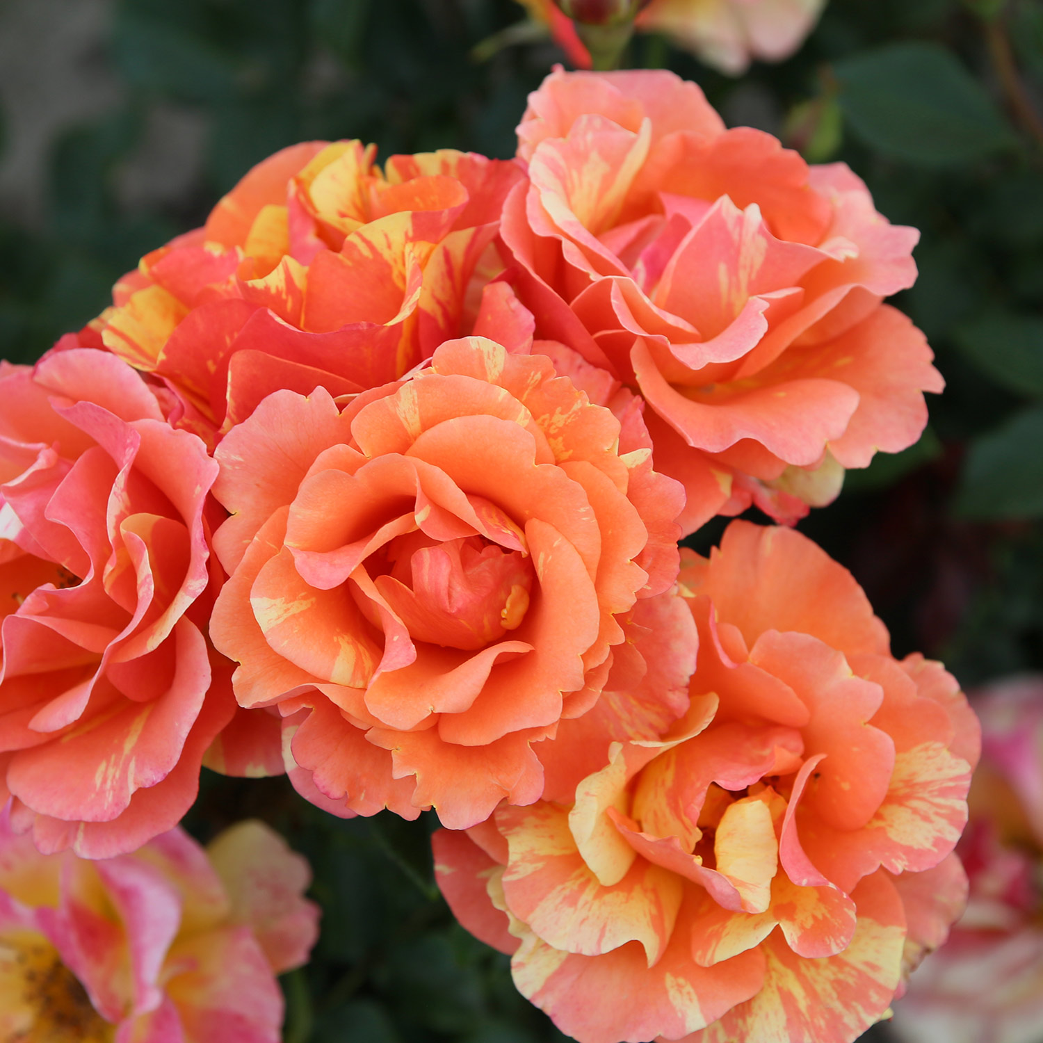 Beetrose 'Lollipop®'  Beetrose 'Lollipop®'