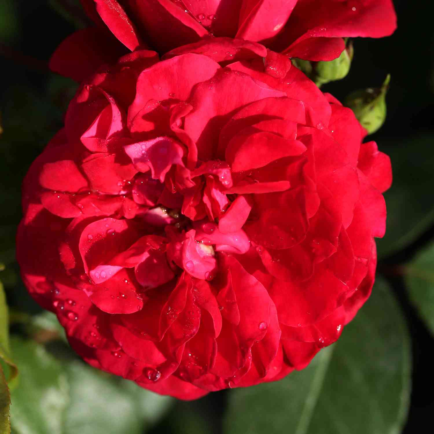 Kletterrose 'Rosanna®' Kletterrose 'Rosanna®'