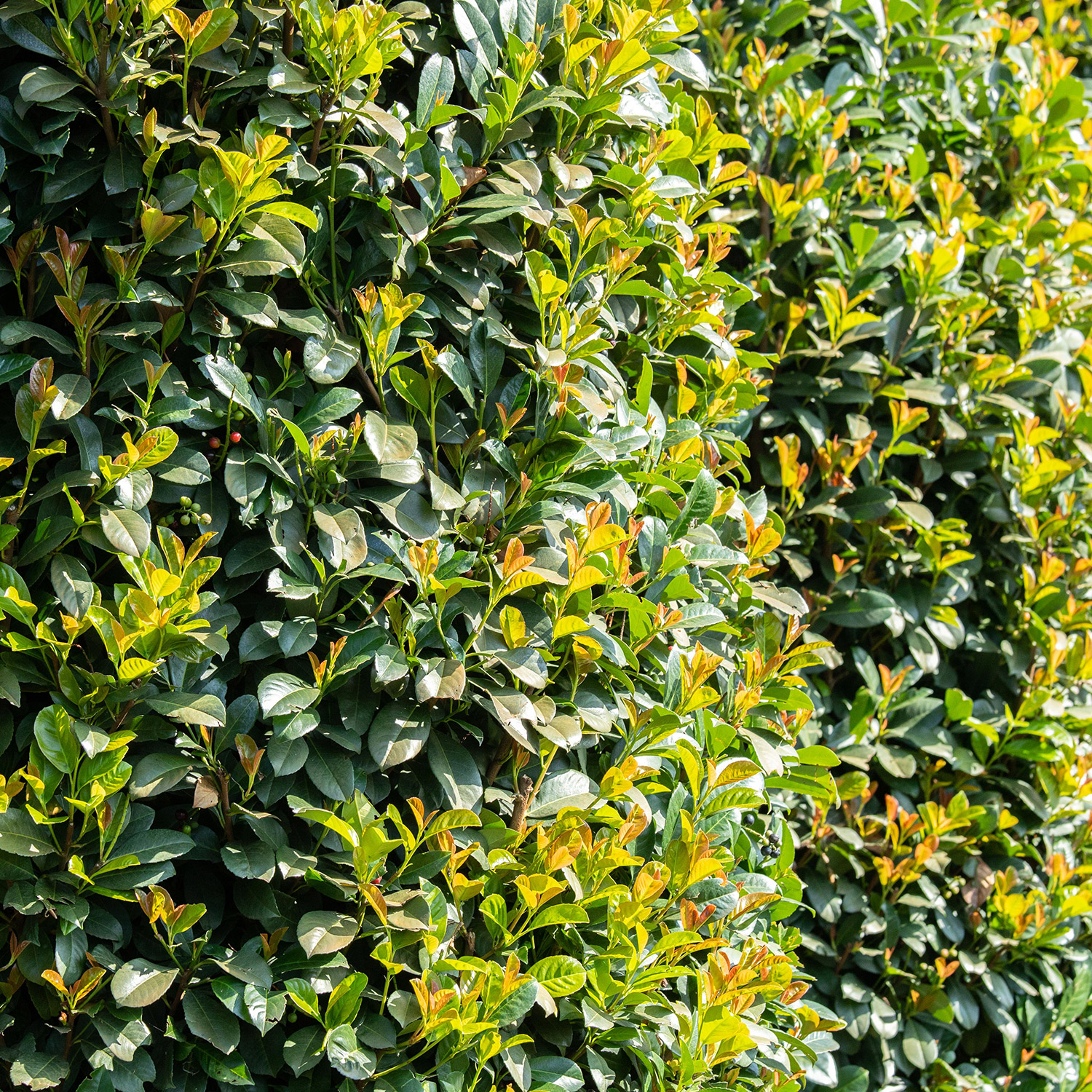 Kirschlorbeer 'Etna' Kirschlorbeer 'Etna'