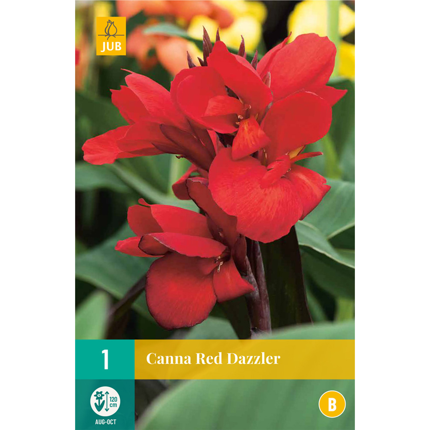 Kategorie <b>Produkt ohne Kategoriezuordnung </b> - Canna 'Red Dazzler'- 1 Stück Liefergröße: Knollengröße 1 - Canna 'Red Dazzler'
