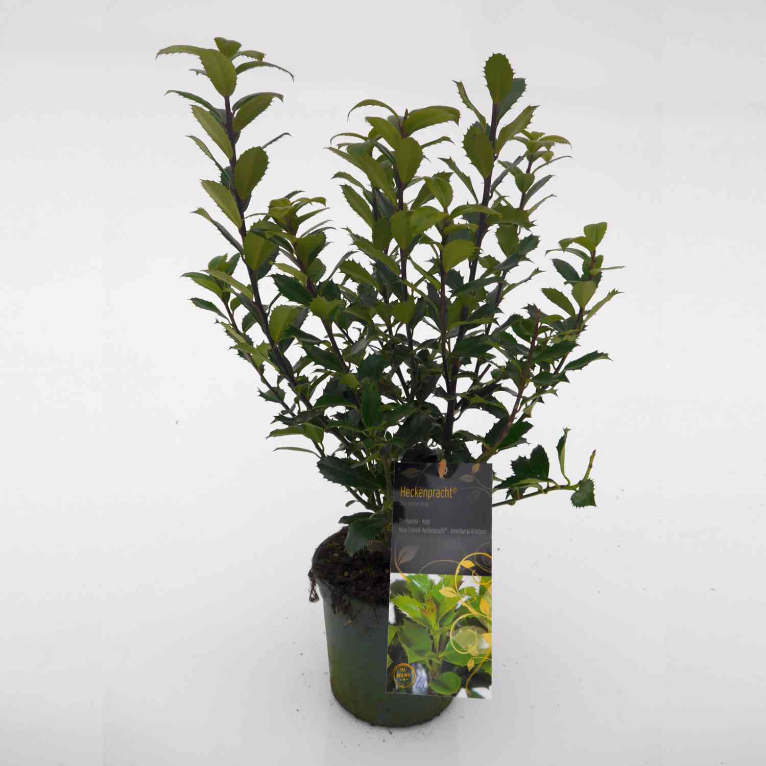 Stechpalme-Ilex 'Heckenpracht' Stechpalme-Ilex 'Heckenpracht'