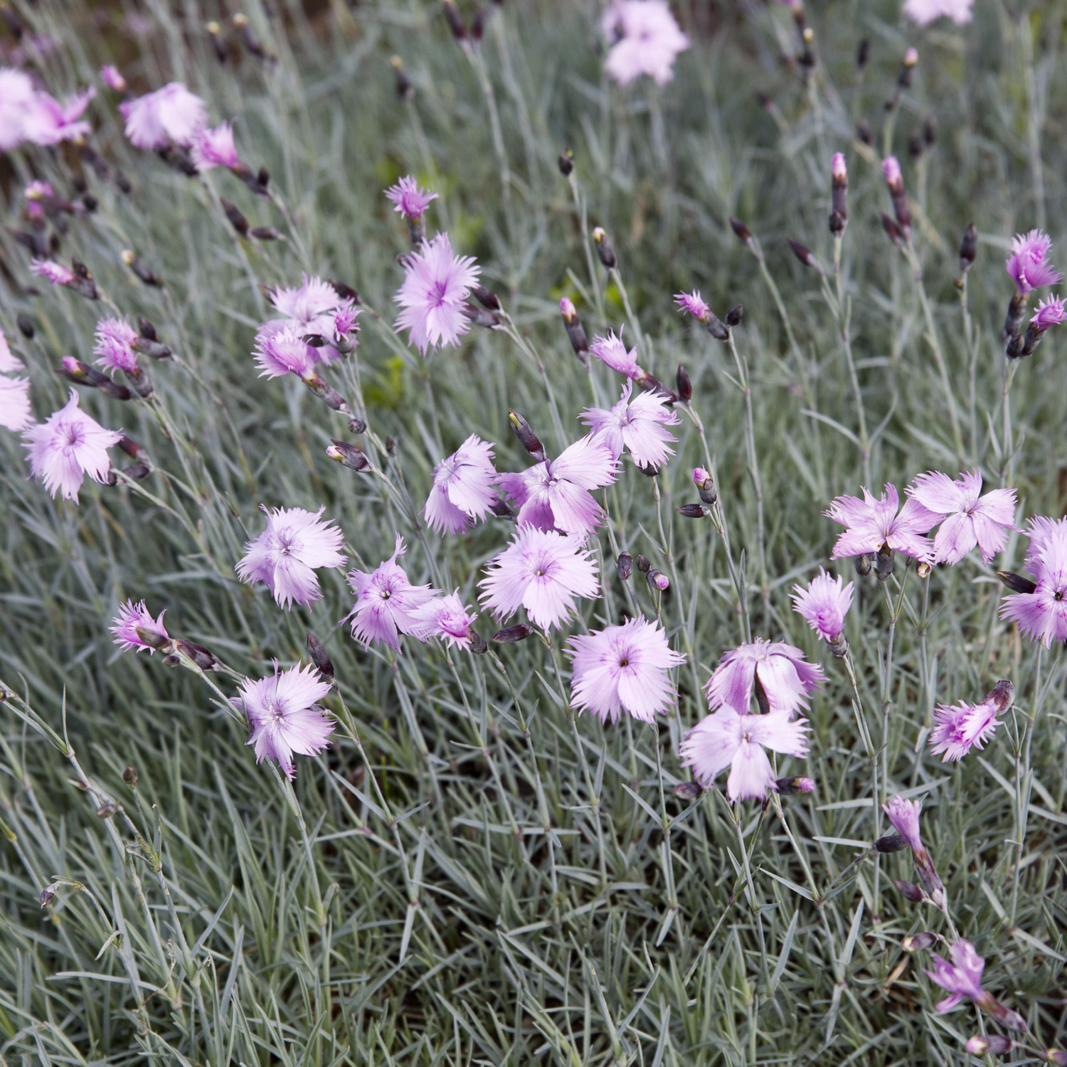 Kategorie <b>Stauden </b> - Pfingstnelke, rosa Lieferform: Im 9 cm Topf - Dianthus gratianopolitanus