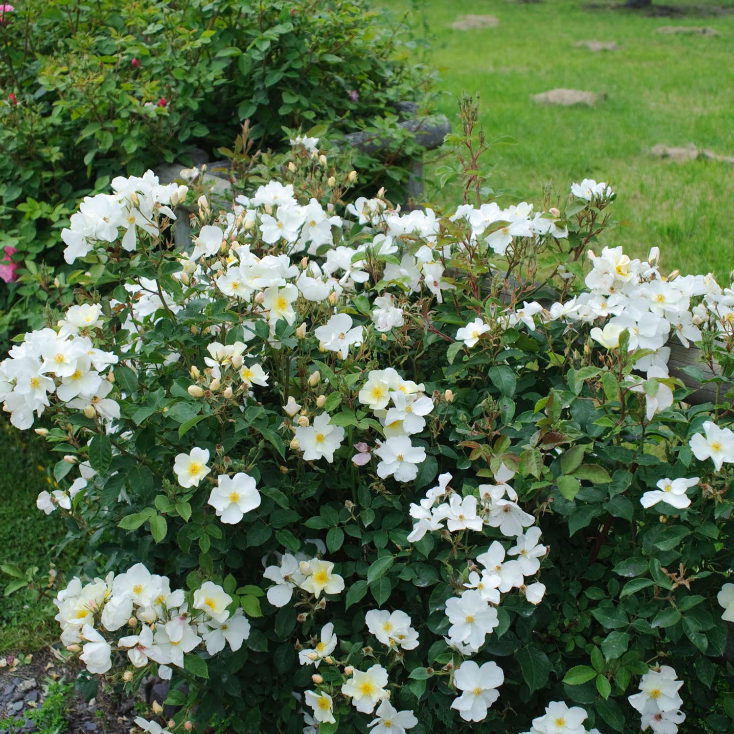 David Austin-Rose 'Kew Gardens®',5 Liter, 3 starke Triebe, A-Qualität Liefergröße: min. 3 starke Triebe