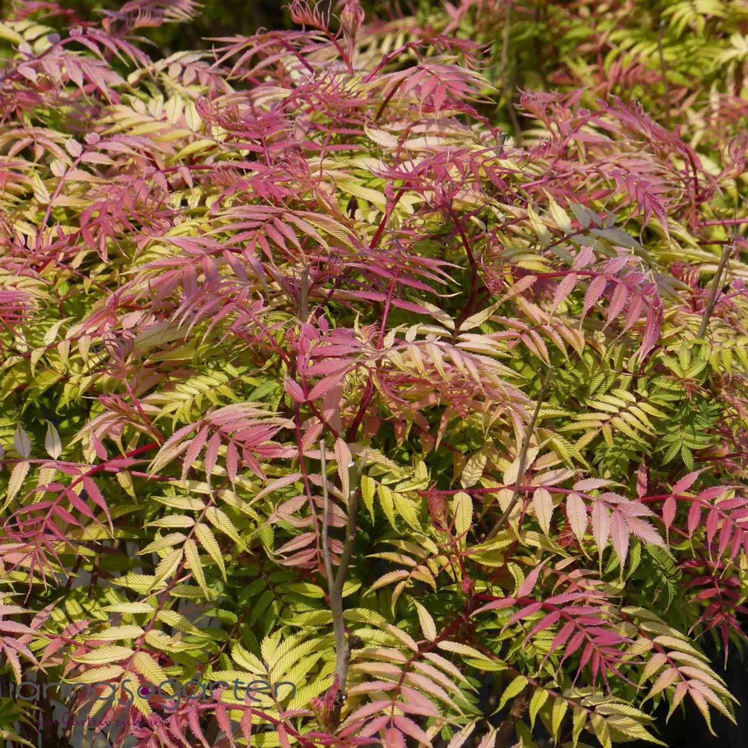 Fiederspiere 'Sem®'
