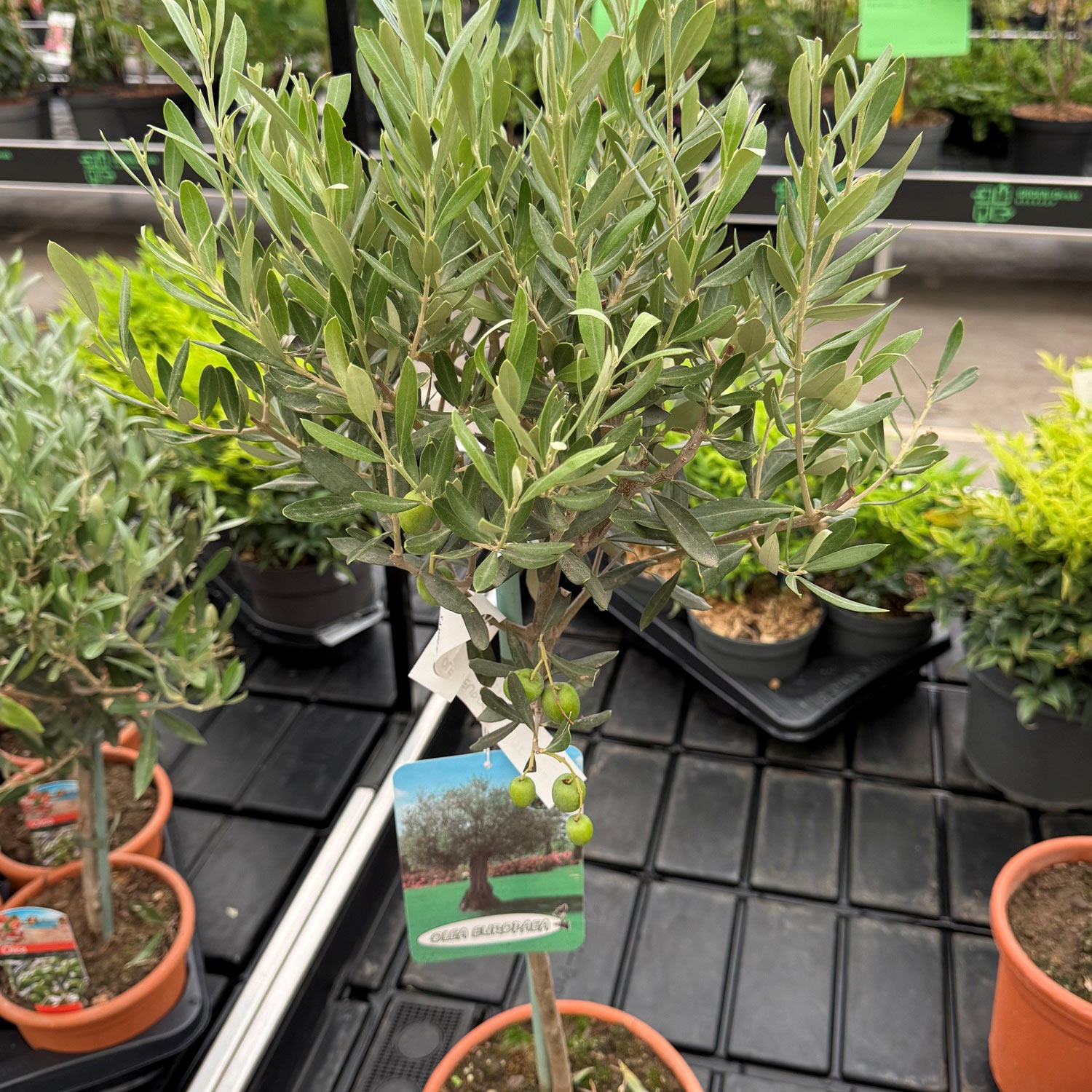 Kategorie <b>Blütensträucher und Ziergehölze </b> - Echter Olivenbaum Liefergröße: 80 cm Stamm - Olea eurpaea