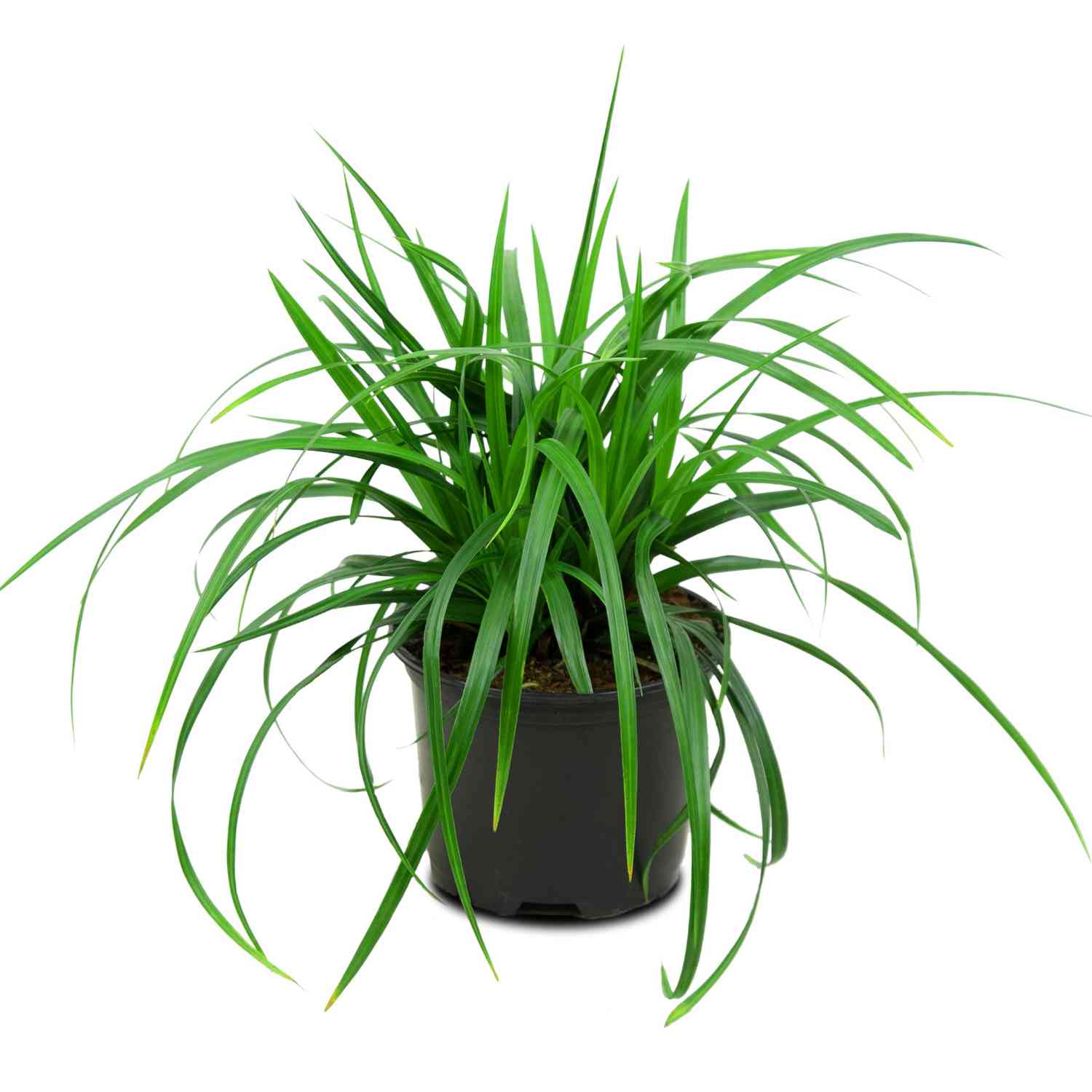Grünblättrige Segge 'Irish Green'