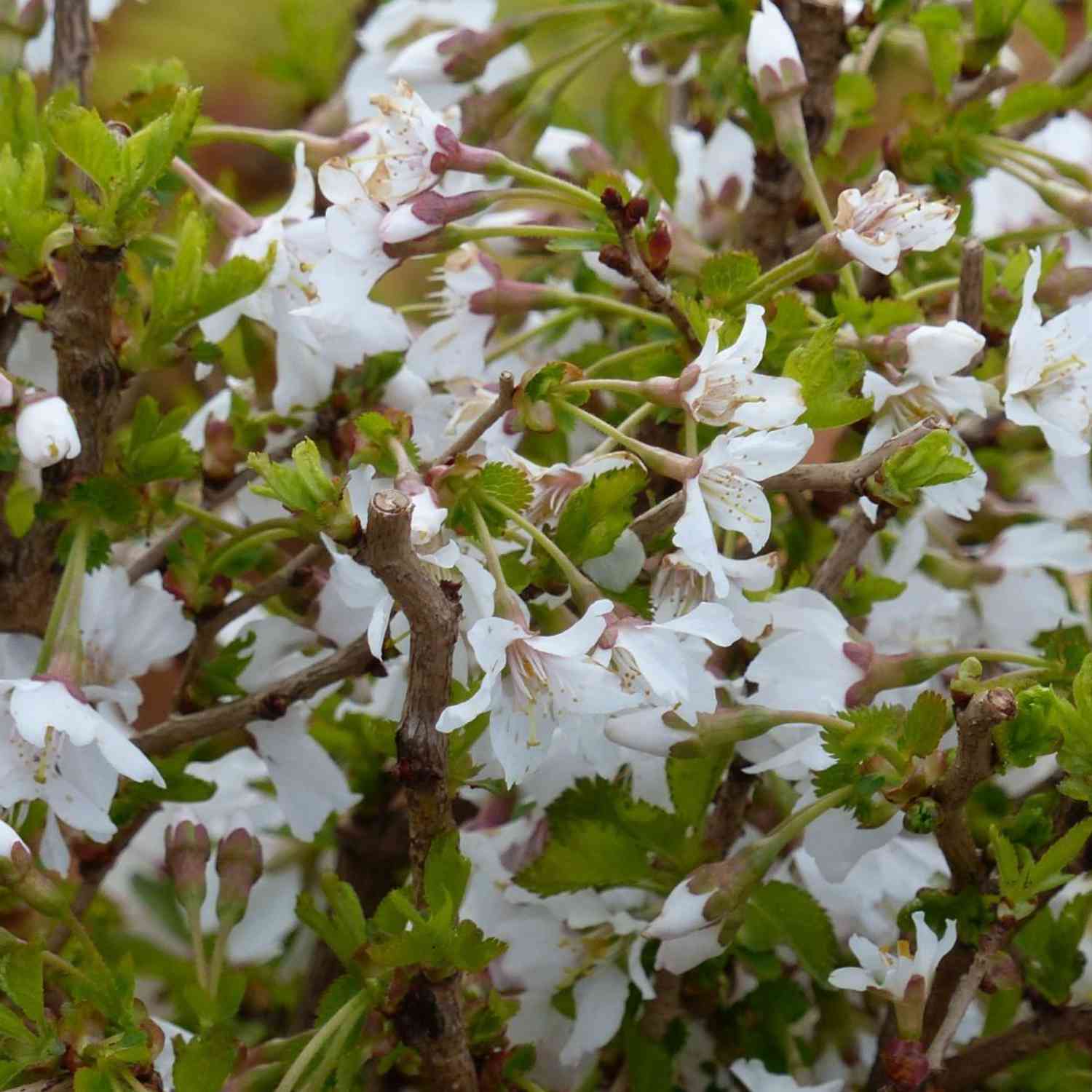 Geschlitzte Kirsche 'Kojou-no-mai'