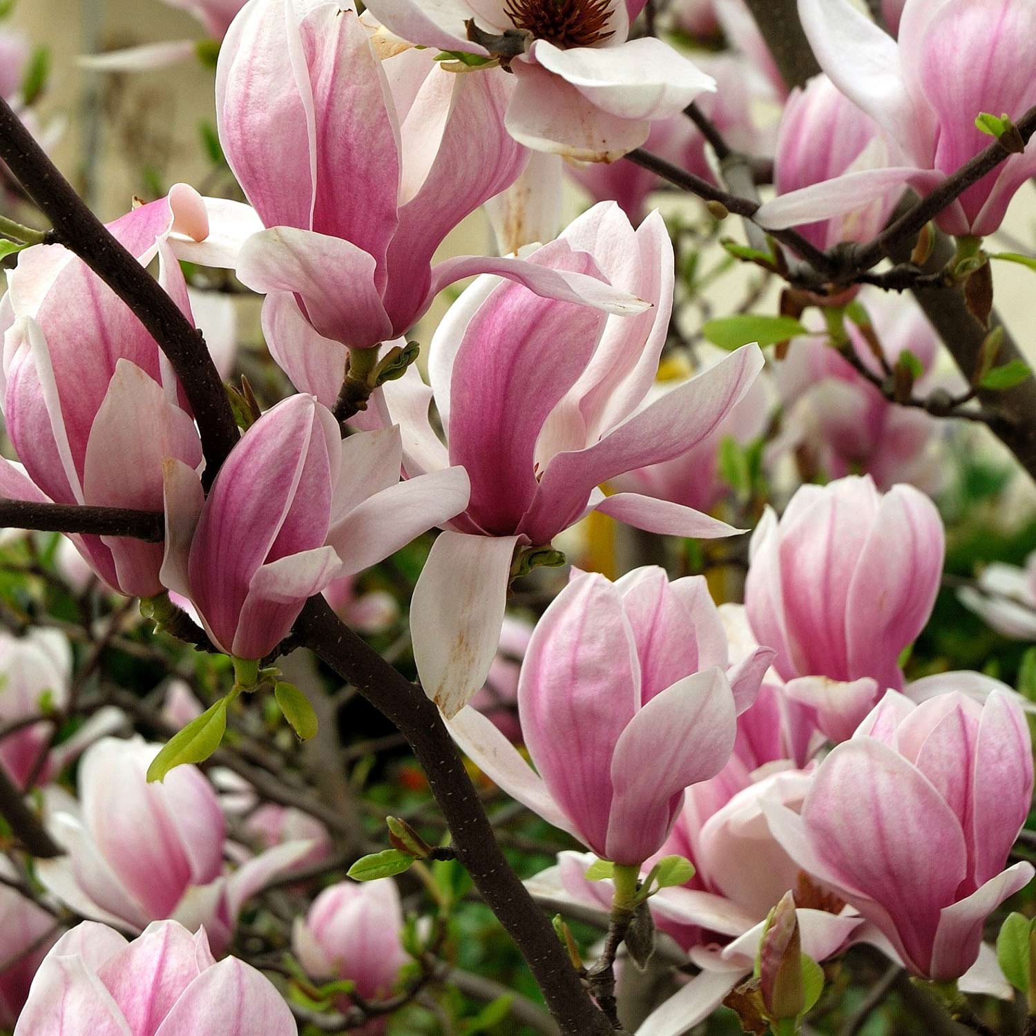 Tulpenmagnolie - Der Klassiker Tulpenmagnolie - Der Klassiker