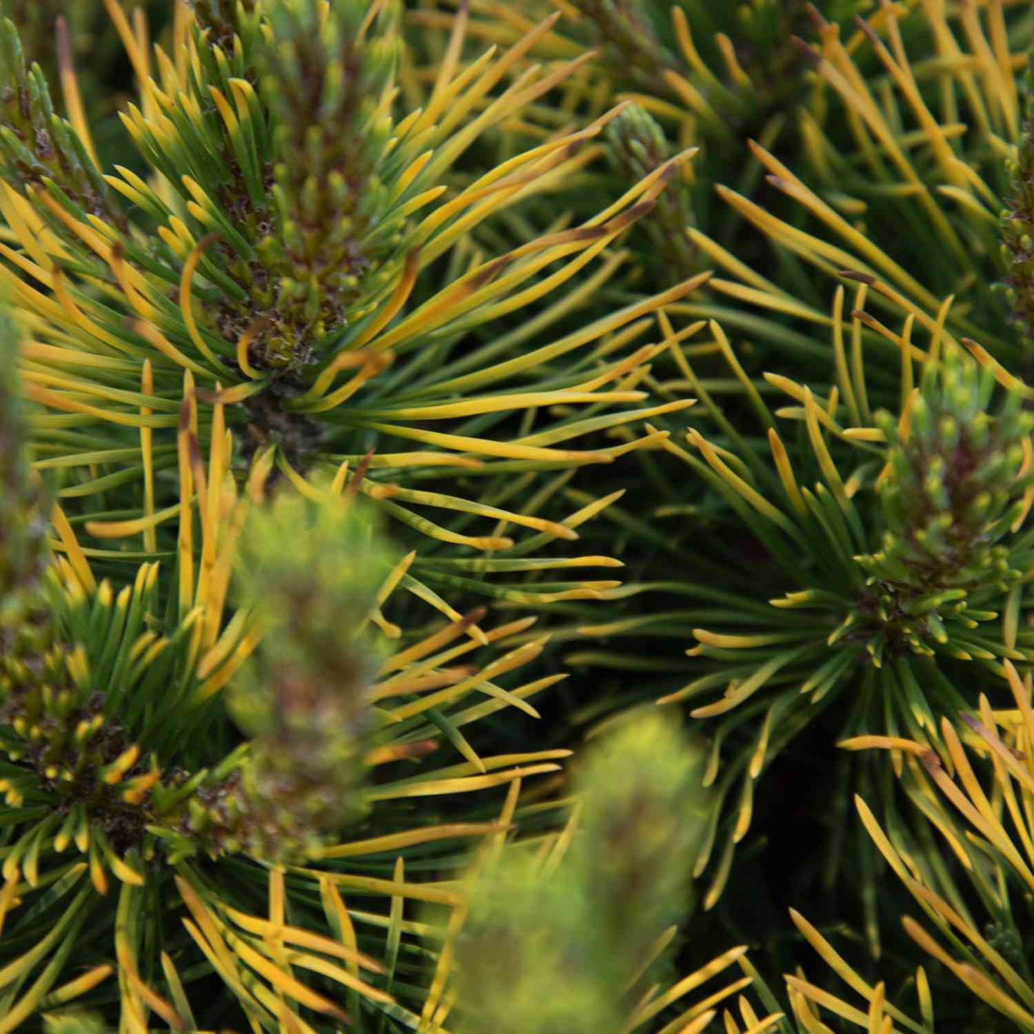 Gelbe Zwergkiefer 'Carsten´s Wintergold'