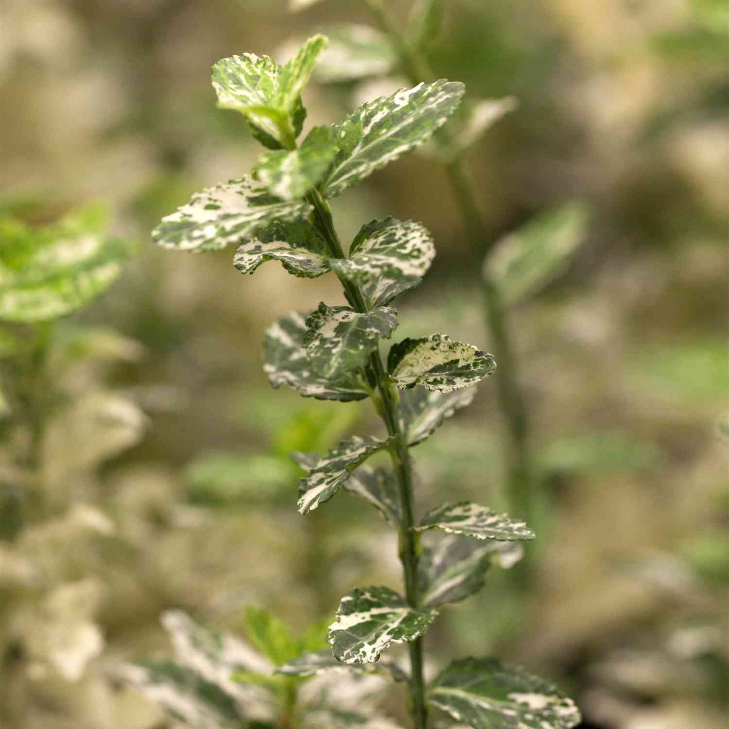 Kriechspindel 'Harlequin'