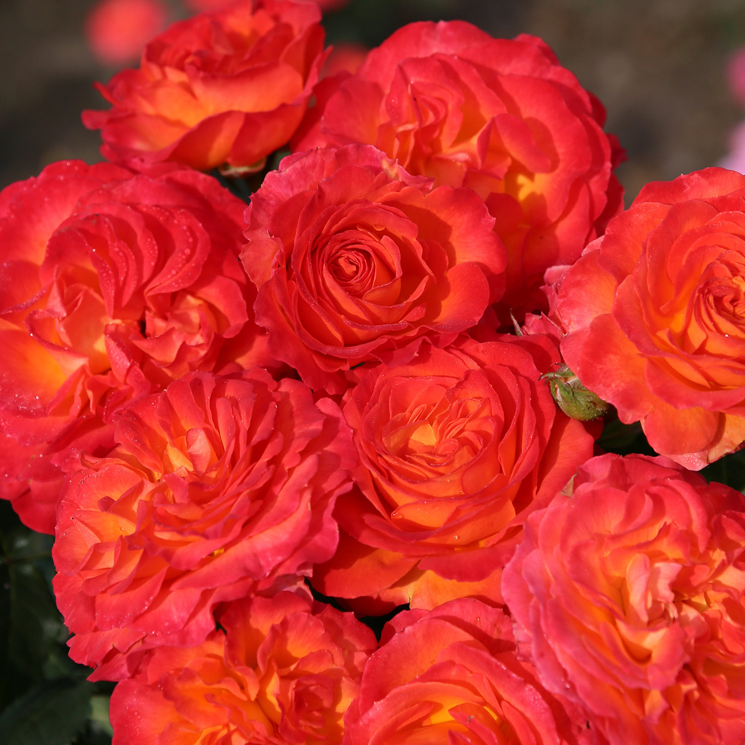 Edelrose 'Vulcano'