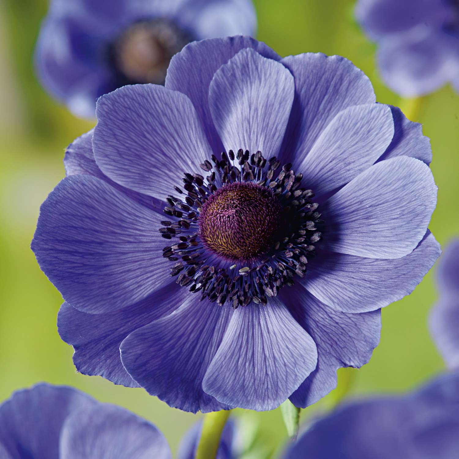 Garten-Anemone 'Mr. Fokker' - 15 Stück Liefergröße: Zwiebelgröße 5/6