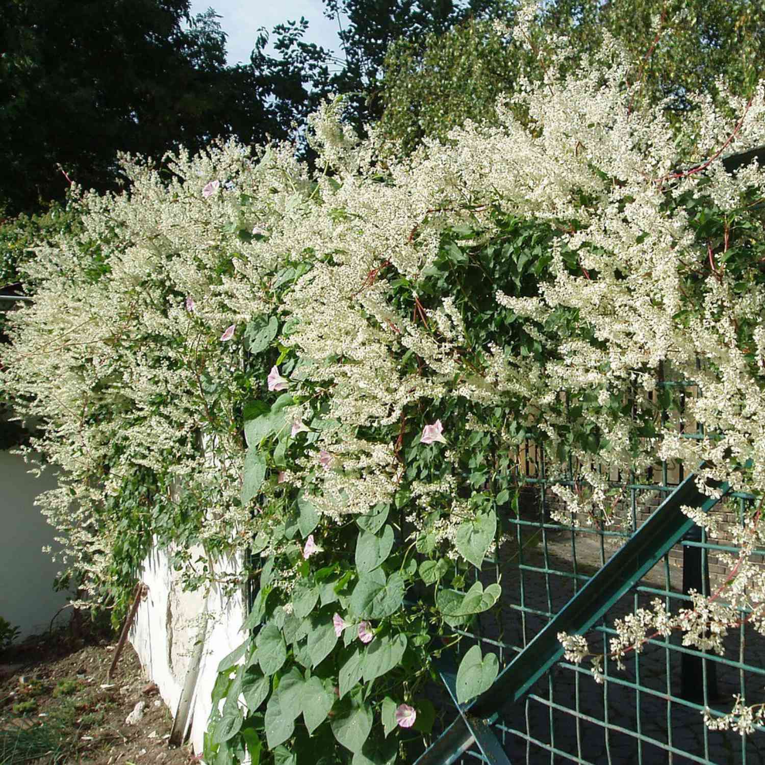 Knöterich / Schlingknöterich