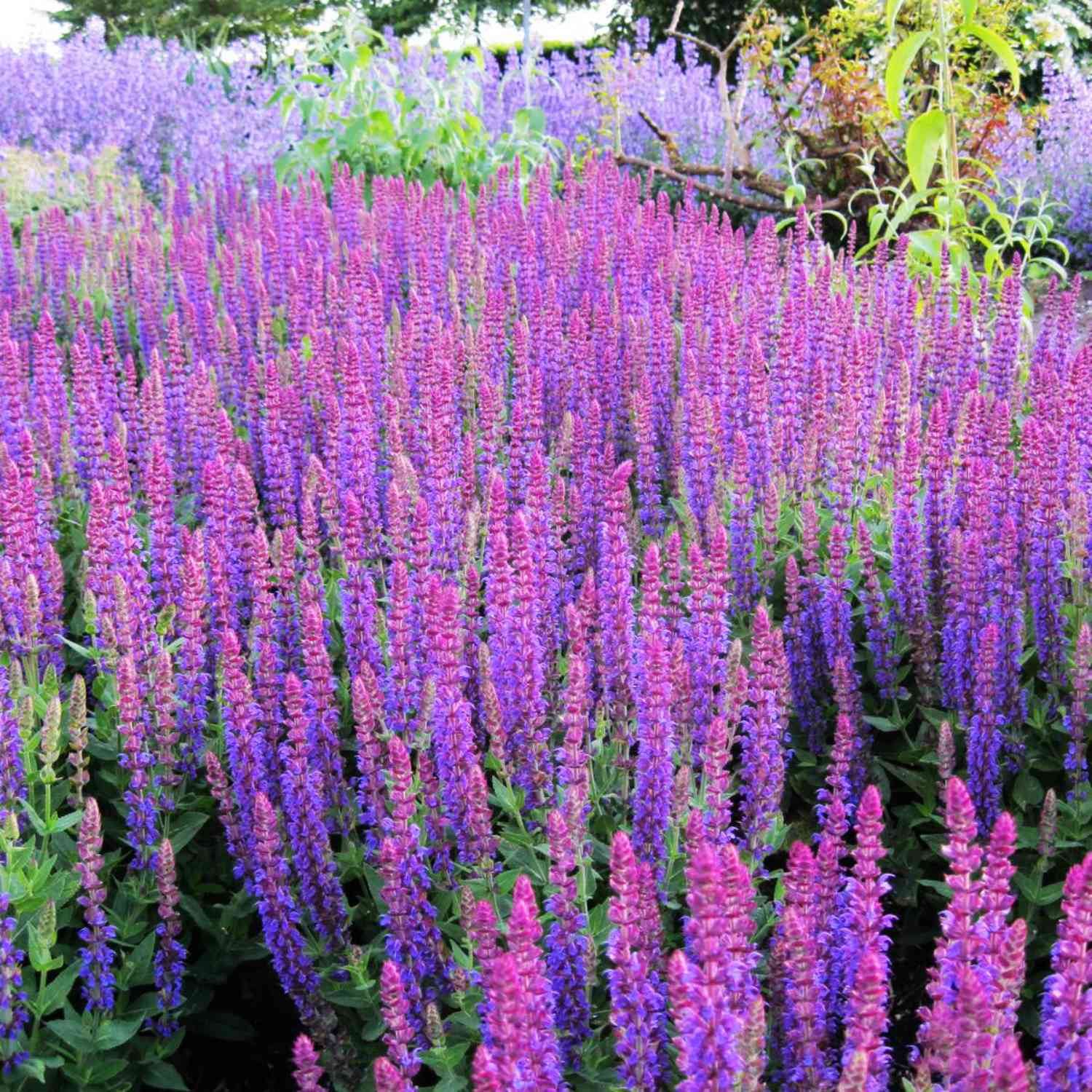 Garten-Salbei 'Ostfriesland' Garten-Salbei 'Ostfriesland'