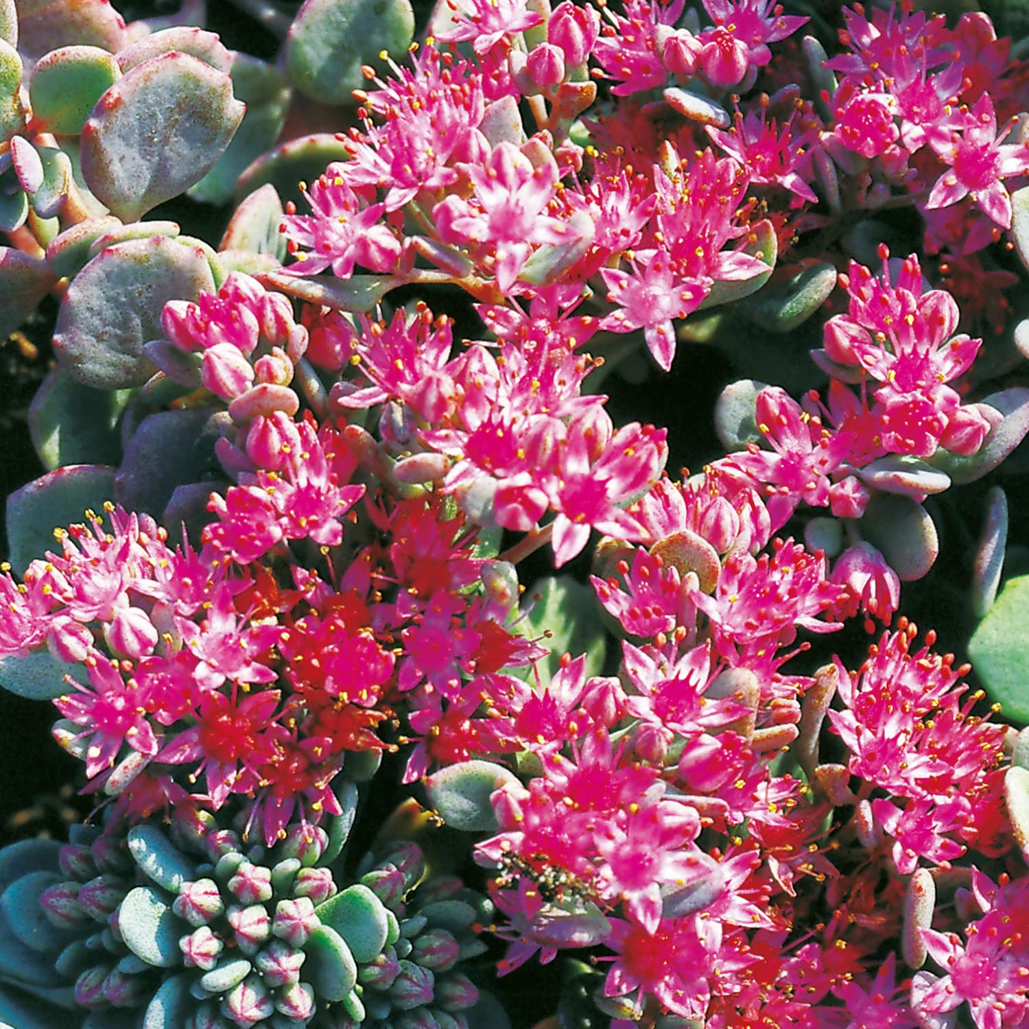 Oktoberfetthenne 'Robustum' Lieferform: Im 9 cm Topf