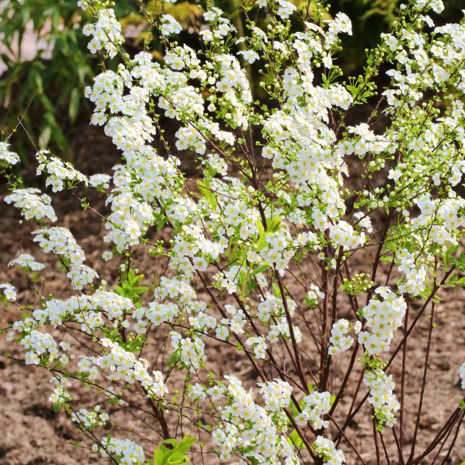 Weiße Rispenspiere 'Grefsheim'