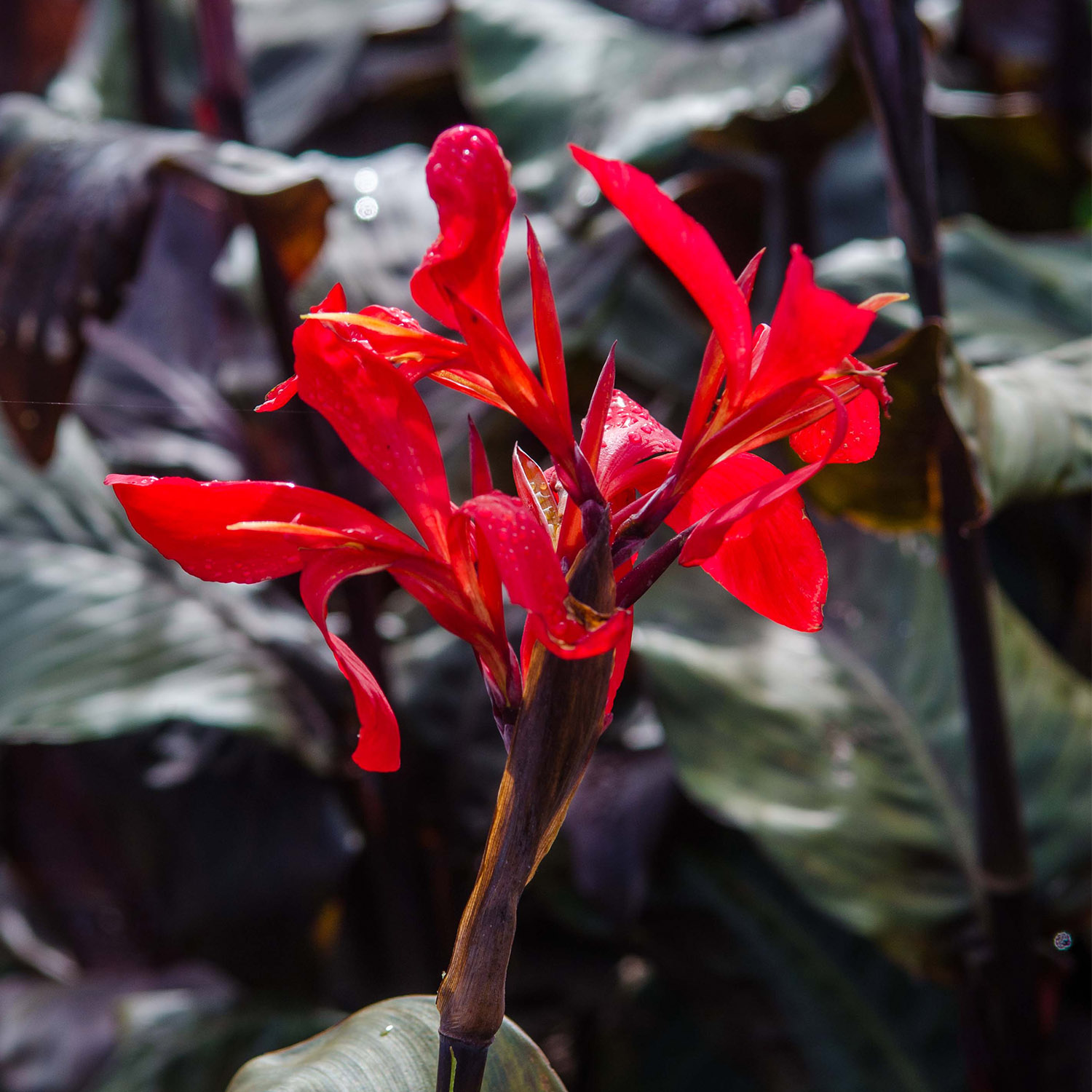 Kategorie <b>Produkt ohne Kategoriezuordnung </b> - Canna 'Red Futurity'- 1 Stück Liefergröße: Knollengröße 1 - Canna 'Red Futurity'