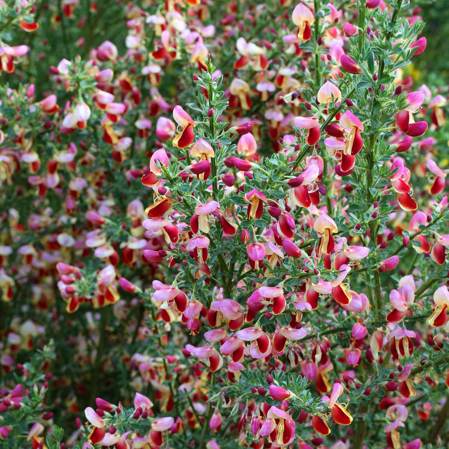 Edelginster 'Andreanus Splendens'