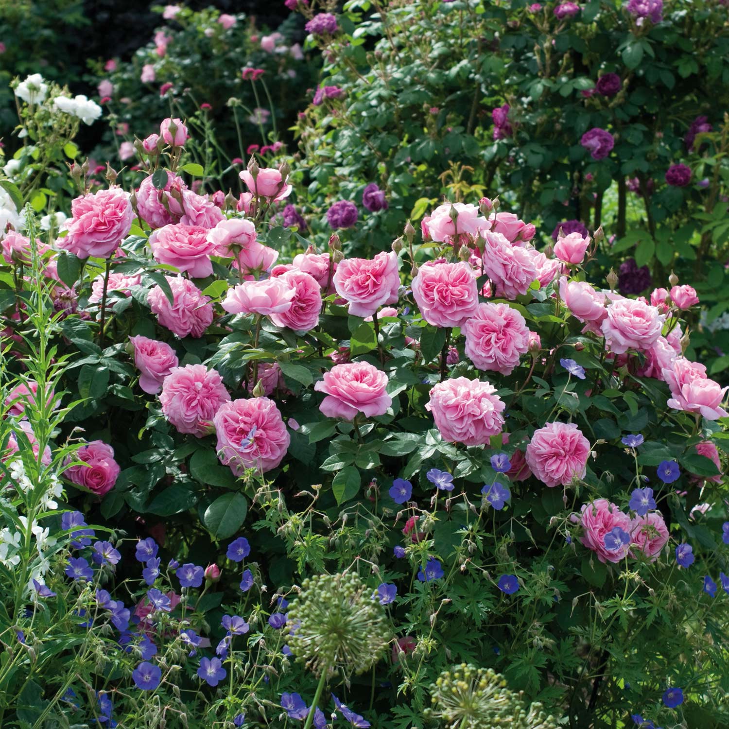 David Austin-Rose 'Gertrude Jekyll®' - AGM-Rose