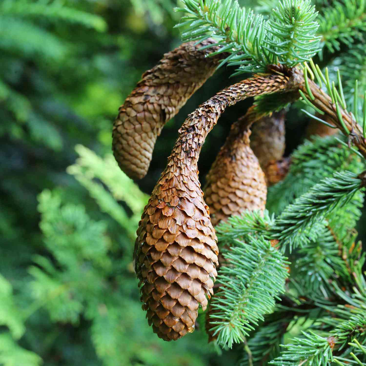 Zapfenfichte 'Acrocona'