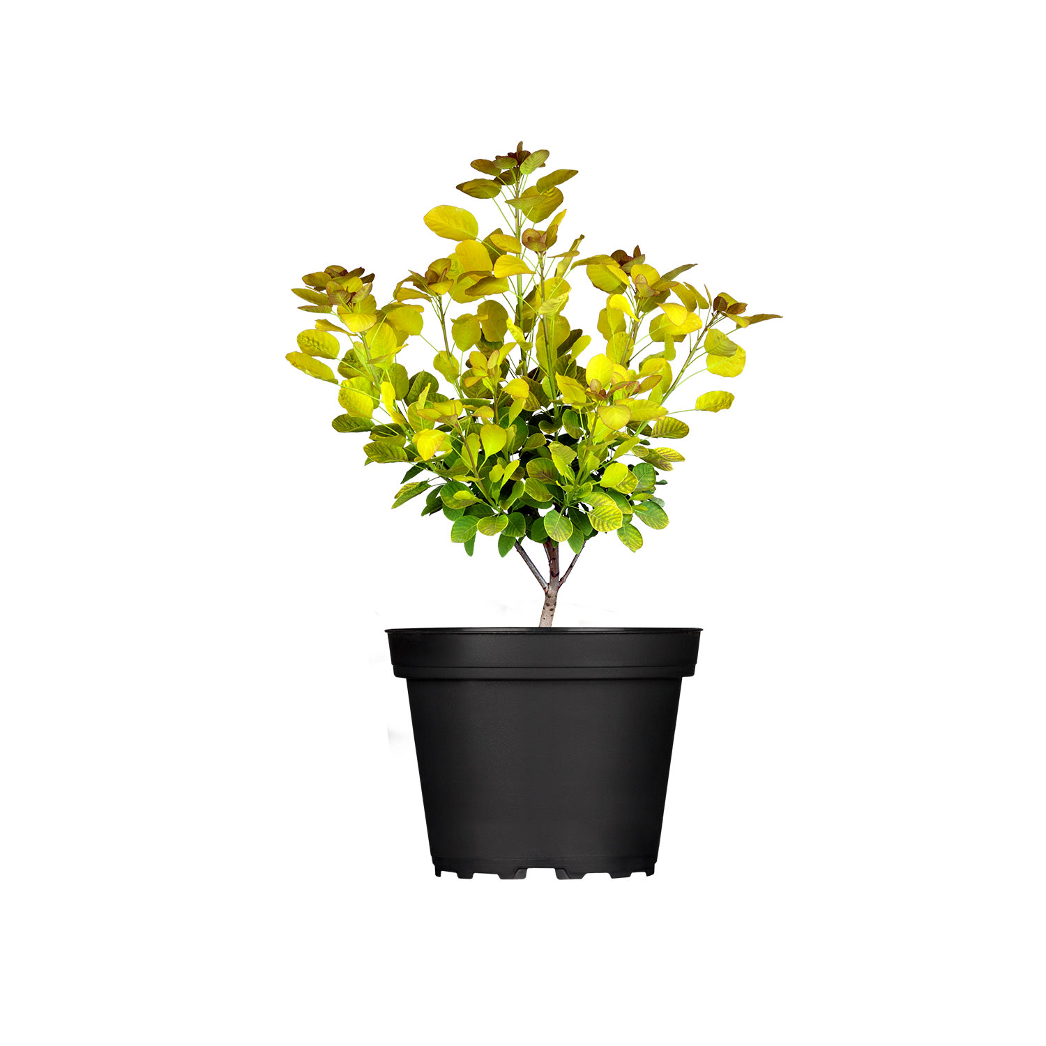 Perückenstrauch 'Golden Lady'