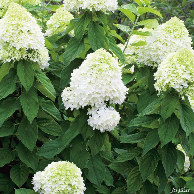 Kategorie <b>Produkt ohne Kategoriezuordnung </b> - Rispenhortensie 'Limelight' 3 Liter Container Liefergröße: 30 - 40 cm - Hydrangea paniculata 'Limelight'