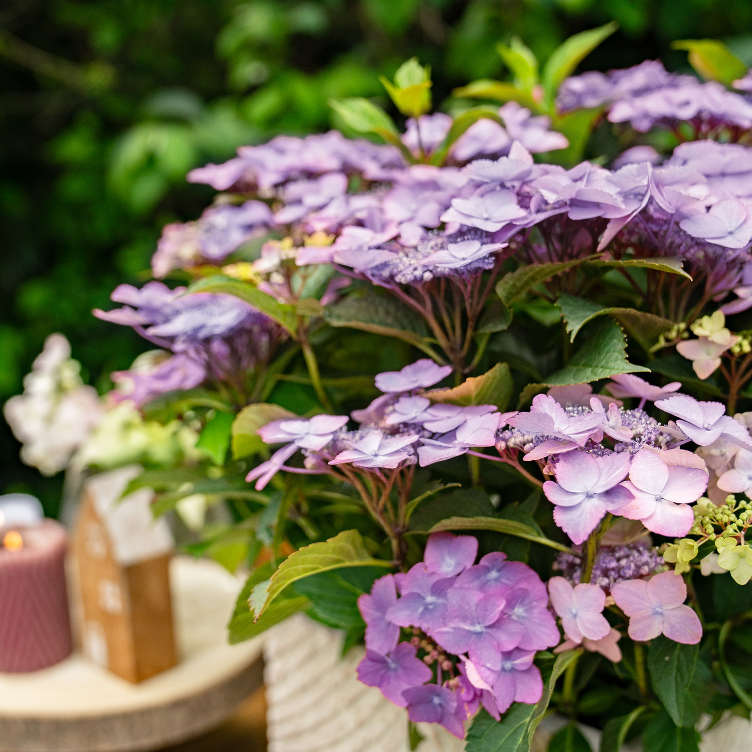 Hortensie 'Bloombuster® Blau'