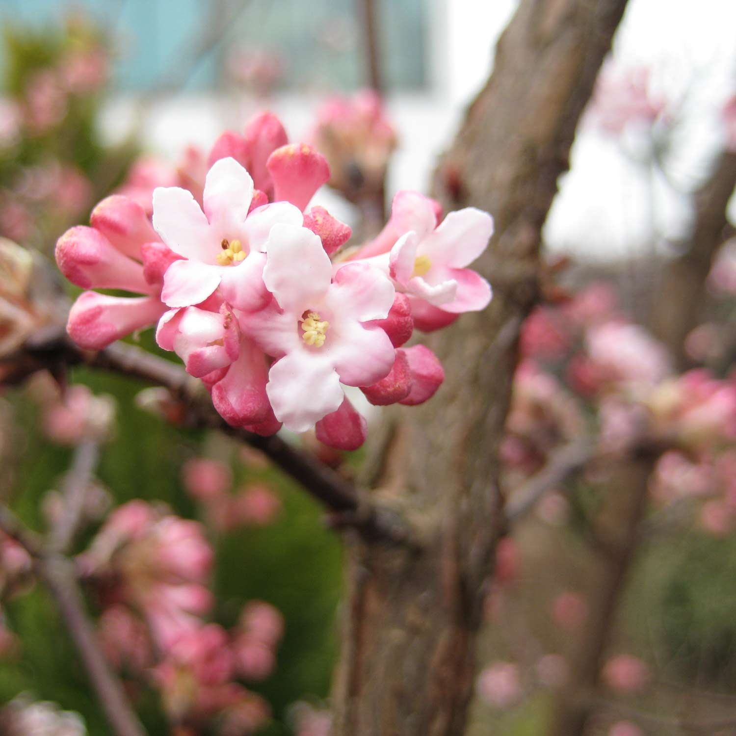 Winterschneeball 'Charles Lamont' Winterschneeball 'Charles Lamont'