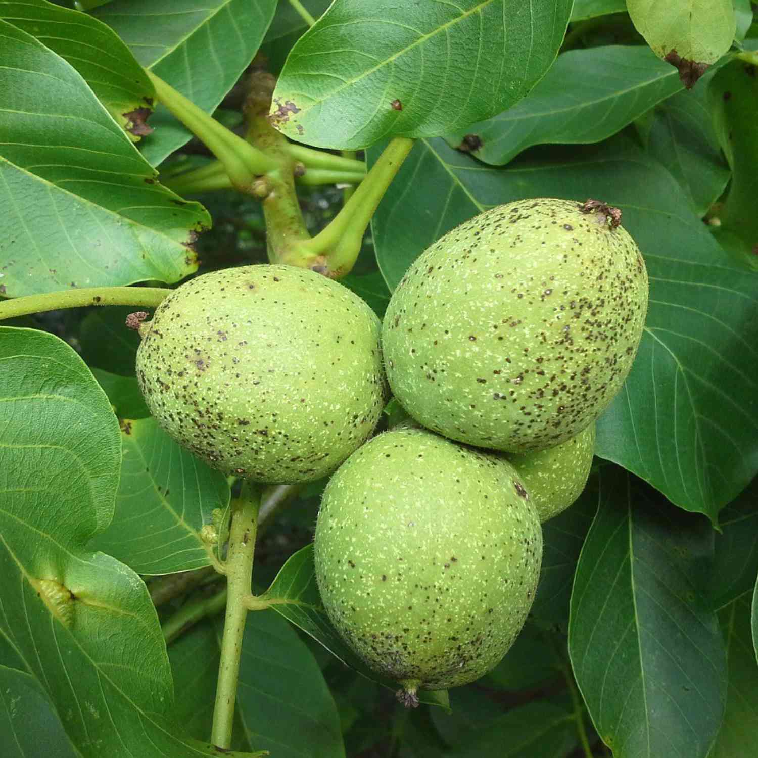Echte Walnuss (Sämling)