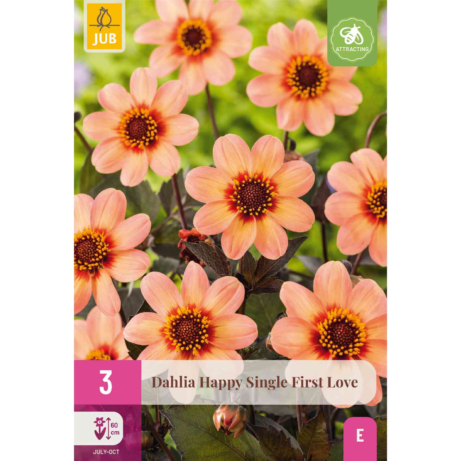 Dunkellaubige Dahlie 'Happy Single First Love' - 3 Stück