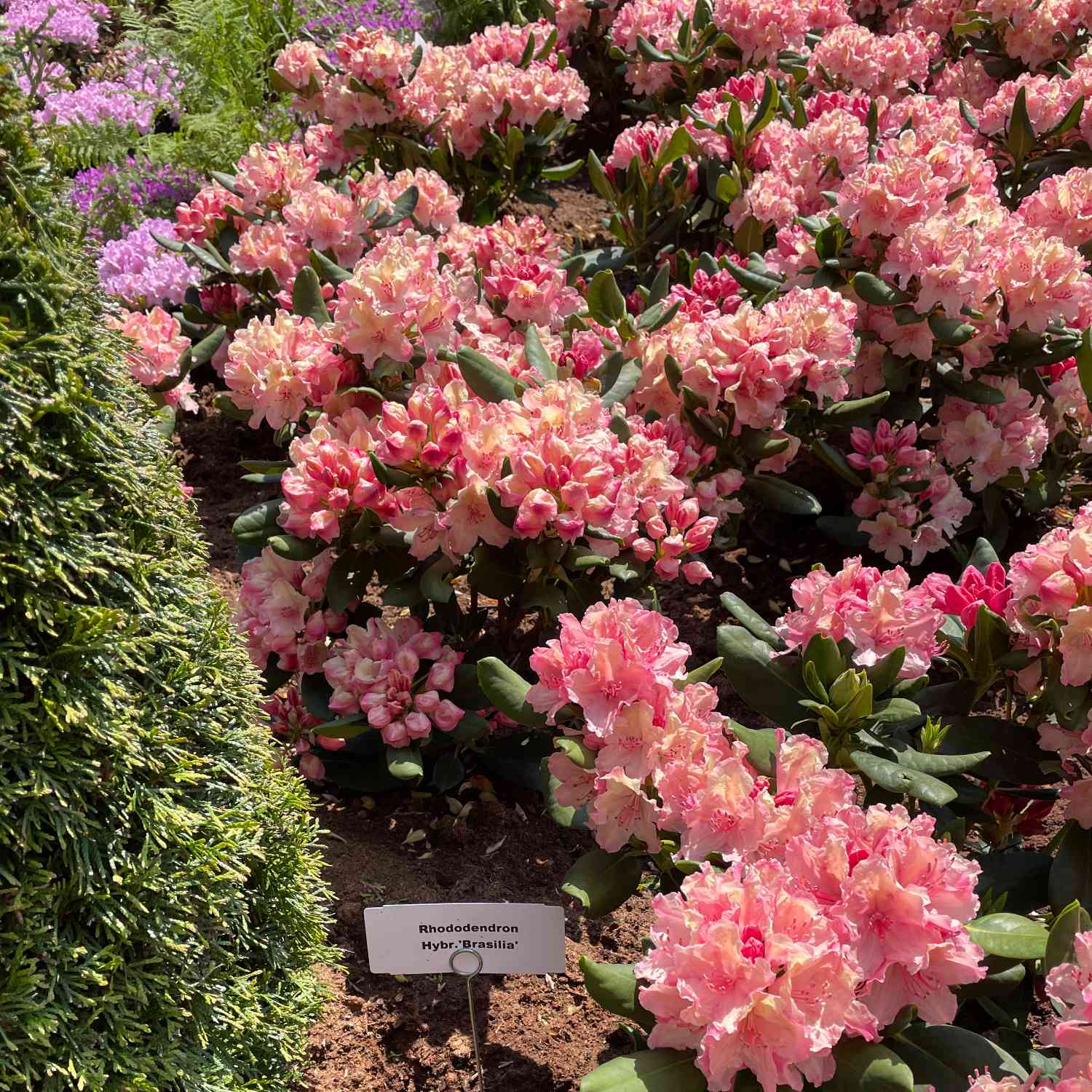 Rhododendron 'Brasilia®' Rhododendron 'Brasilia®'