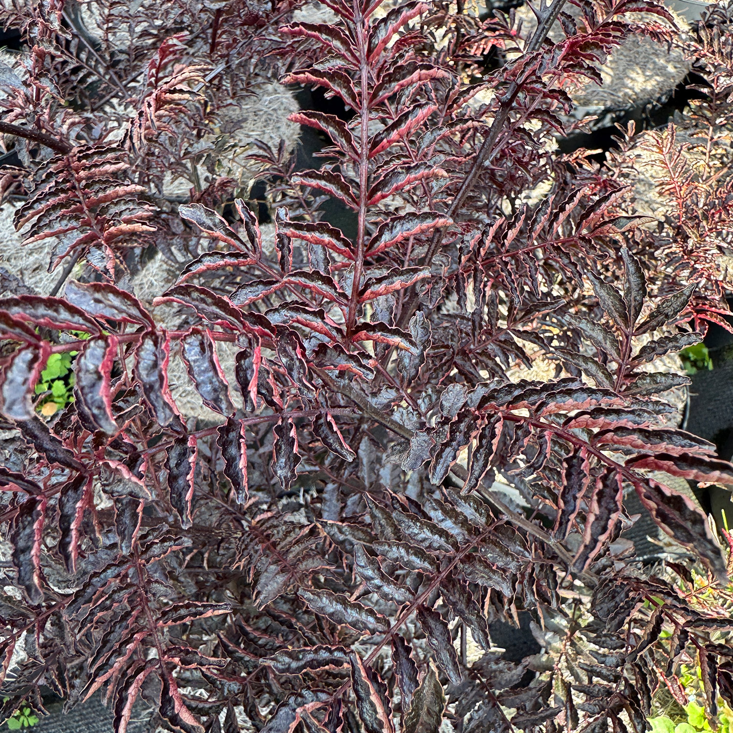 Szechuanpfeffer / Japanischer Pfeffer 'Diable Rouge'