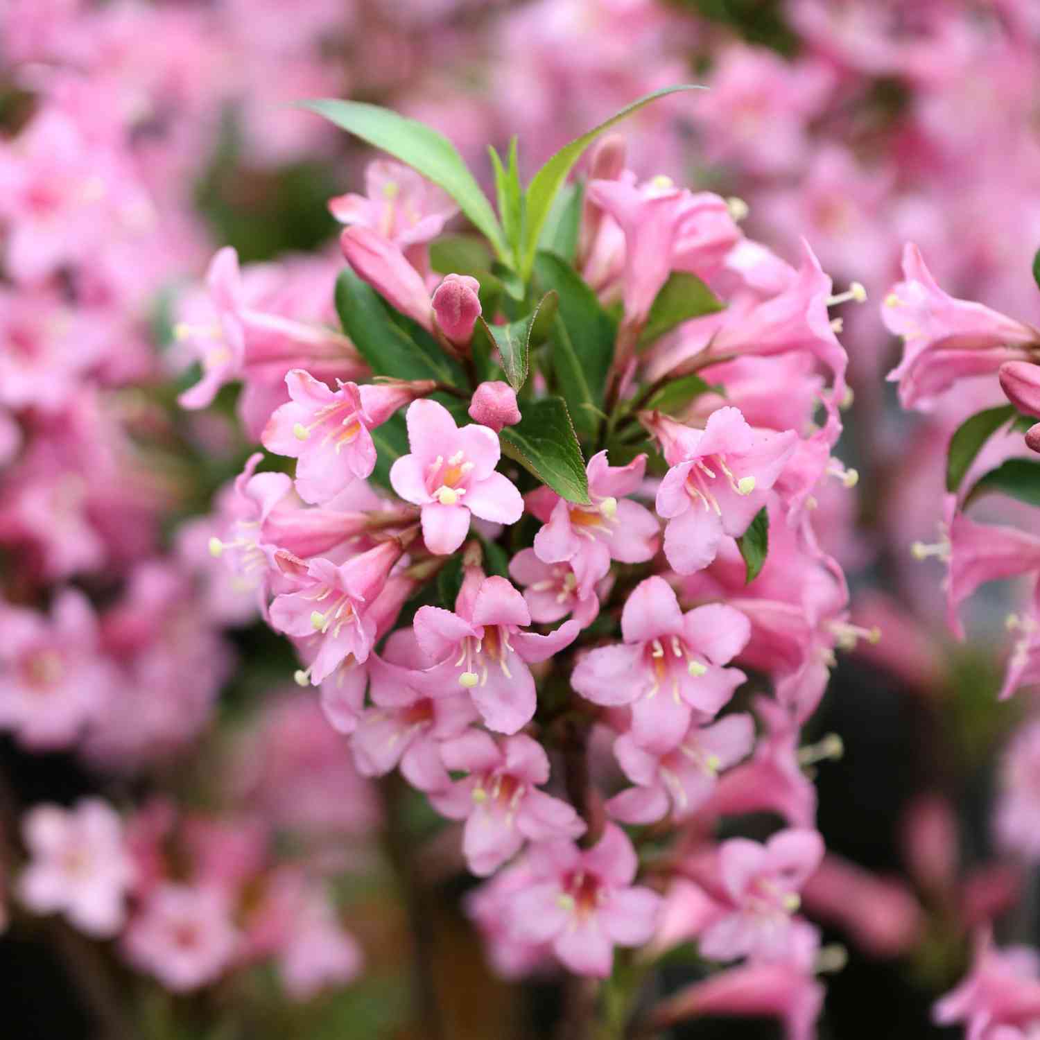 Zwerg-Weigelie 'Pink Poppet' Zwerg-Weigelie 'Pink Poppet'