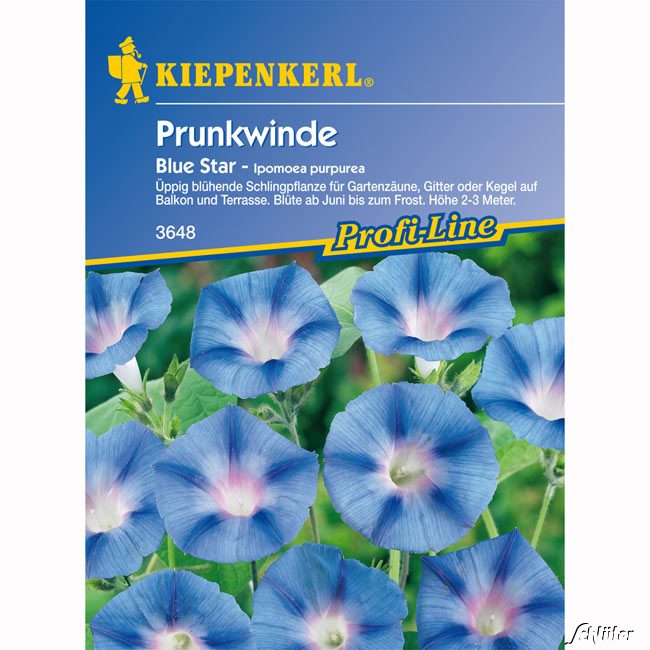 Winde (Prunkwinde) 'Blue Star' Lieferform: Portionssaatgut