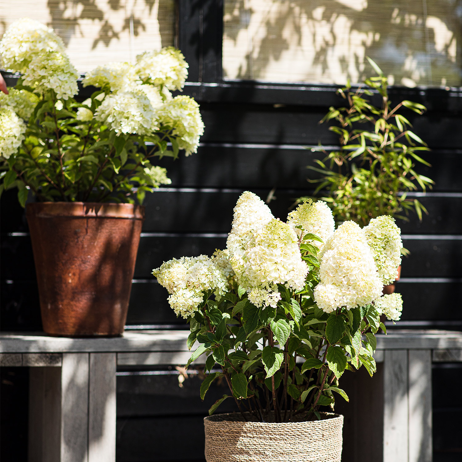 Rispenhortensie 'Living Sugar Rush®'