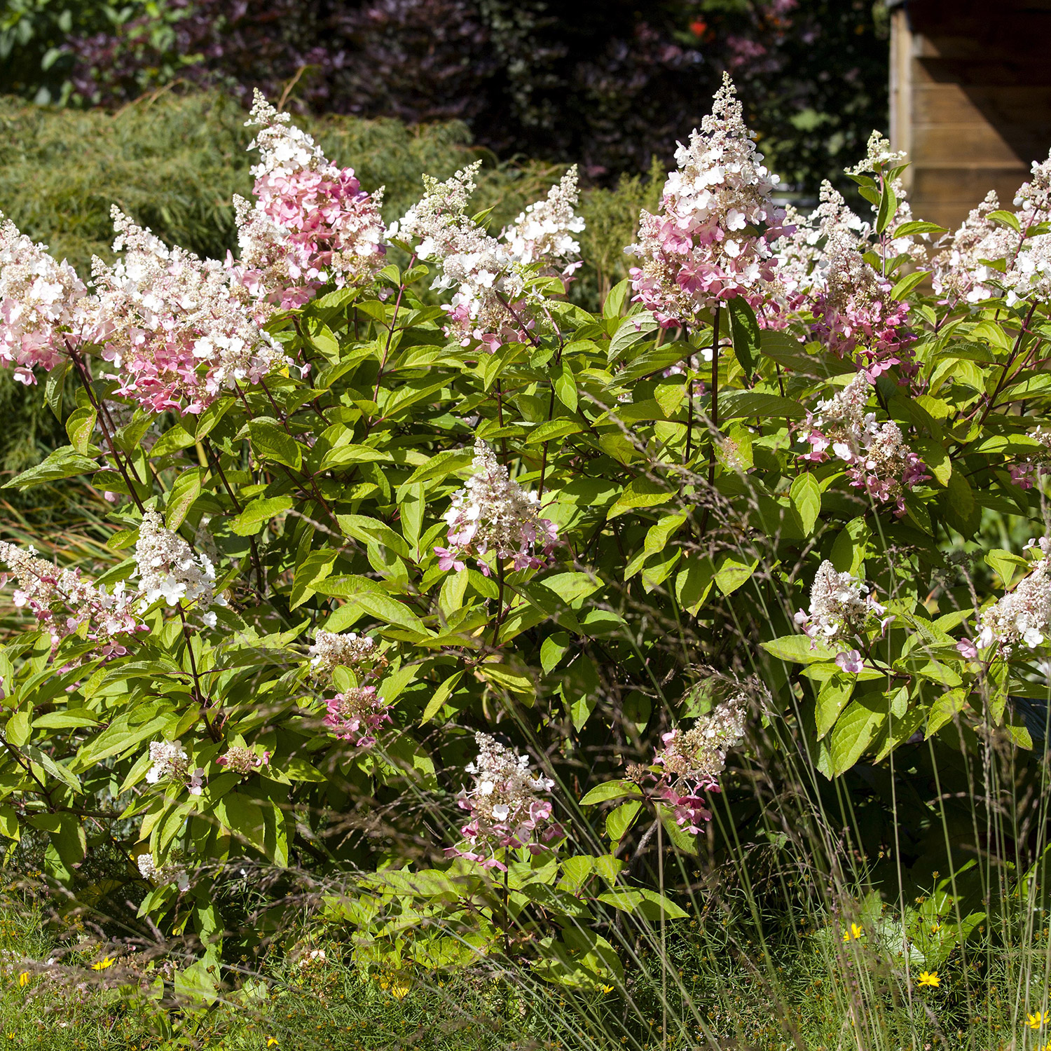 Rispenhortensie 'Pinky Winky®' Rispenhortensie 'Pinky Winky®'
