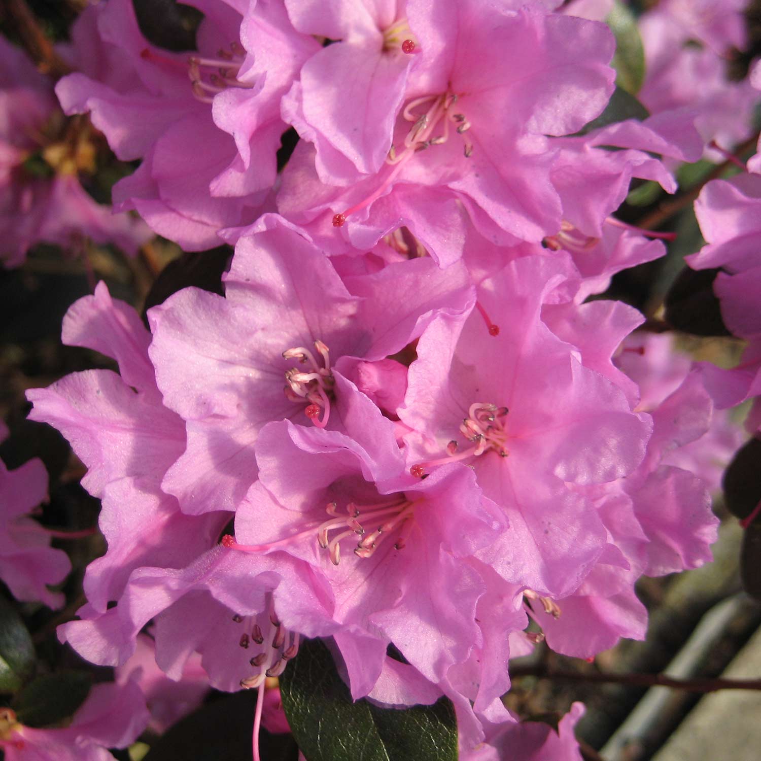 Zwerg-Rhododendron 'Praecox' Liefergröße: 30-40 cm