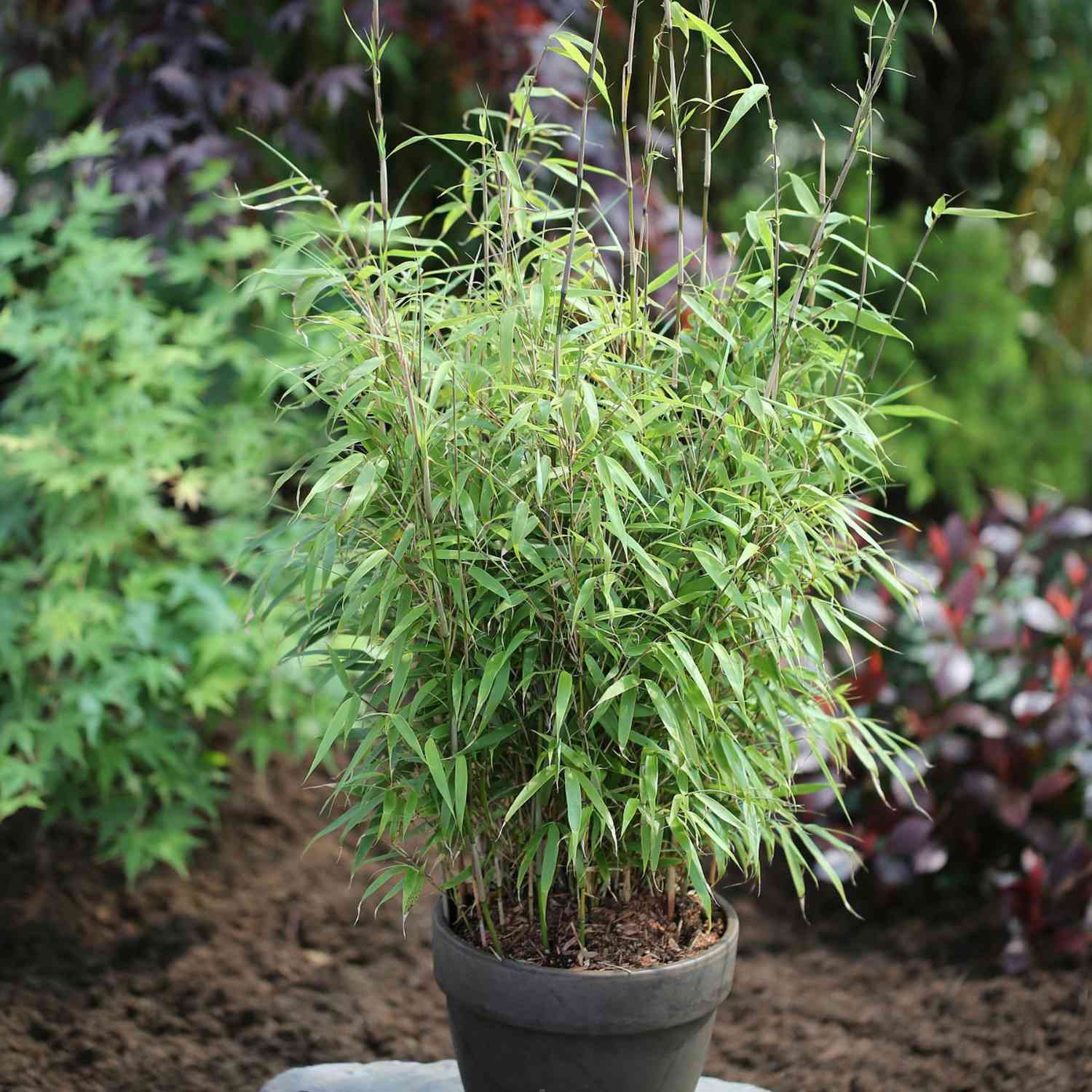 Gartenbambus 'Campbell'