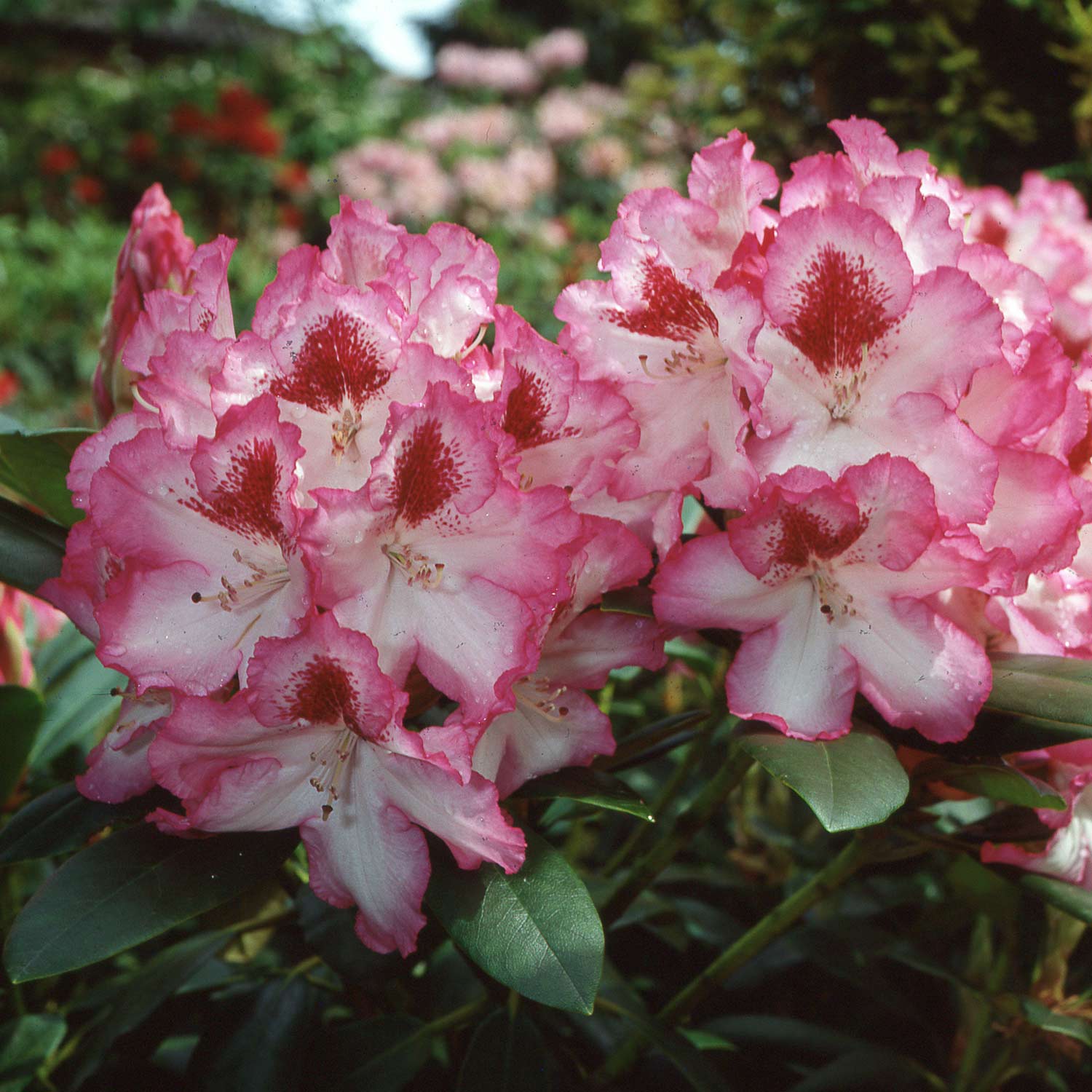 Rhododendron 'Hachmanns Charmant®' Container, 30 - 40 cm - Easydendron® Liefergröße: 30 - 40 cm