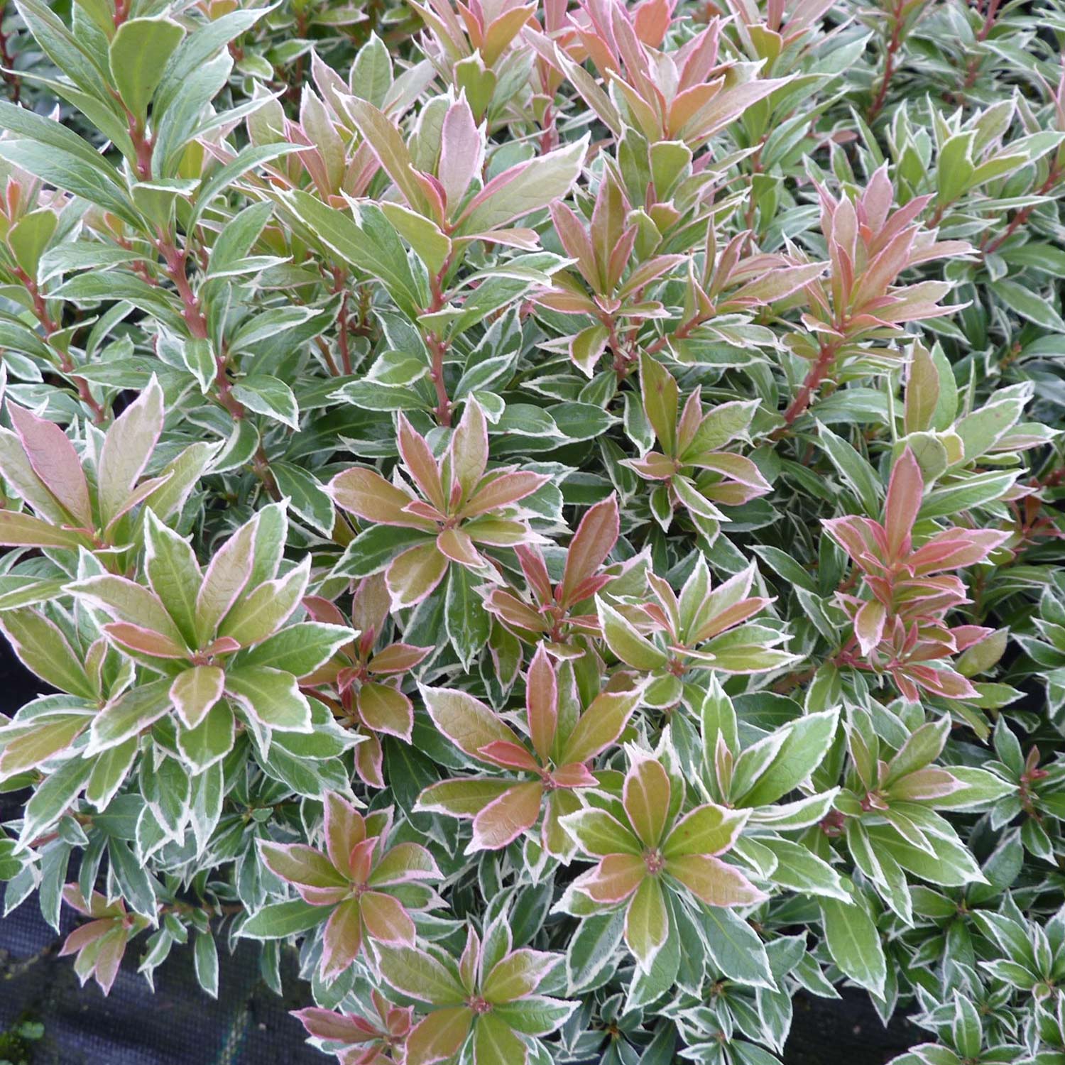 Lavendelheide/ Schattenglöckchen 'Little Heath Green' Liefergröße: 20-25 cm